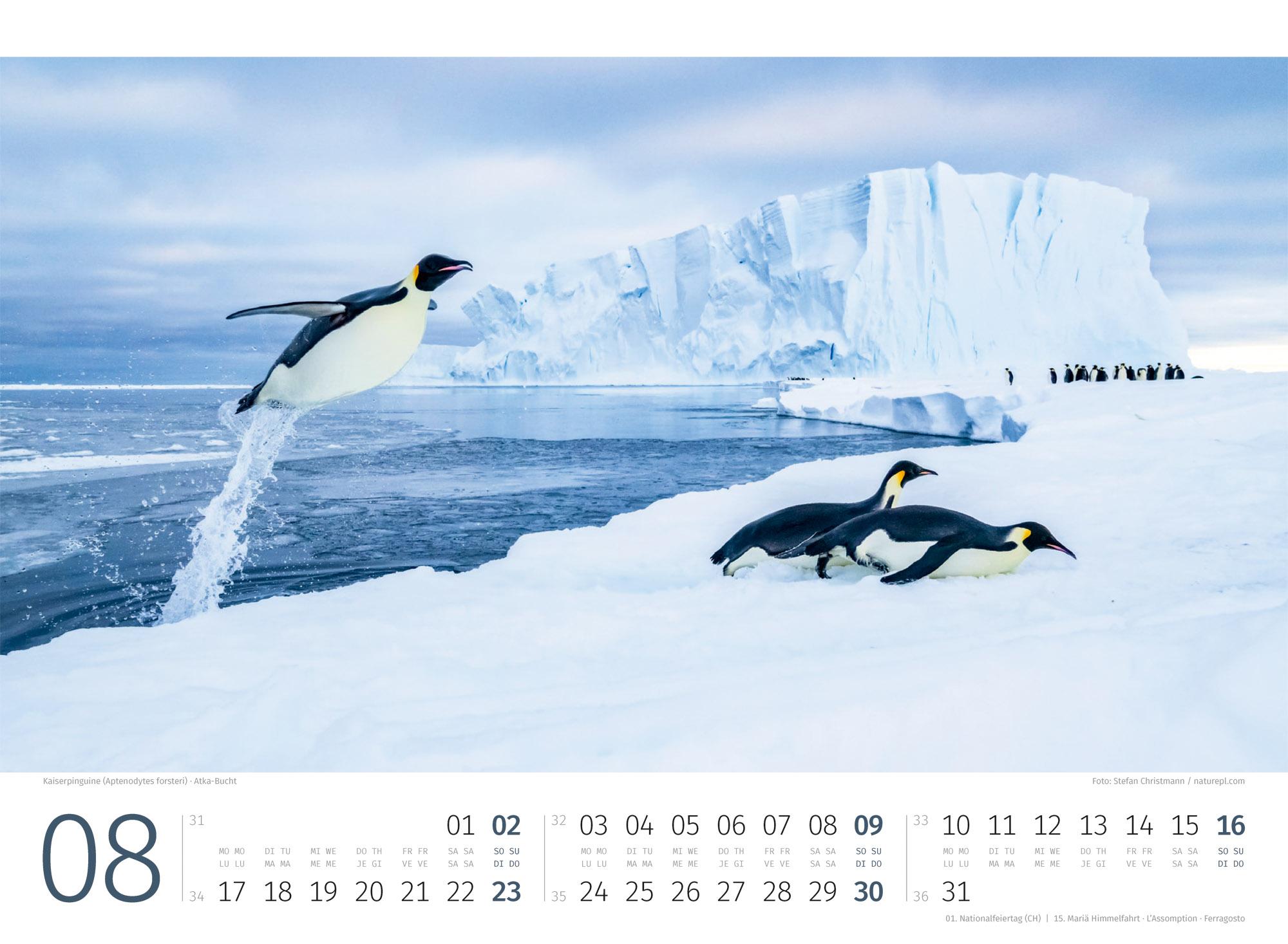 Beispielinhalt (Bild) Pinguine Kalender 2026