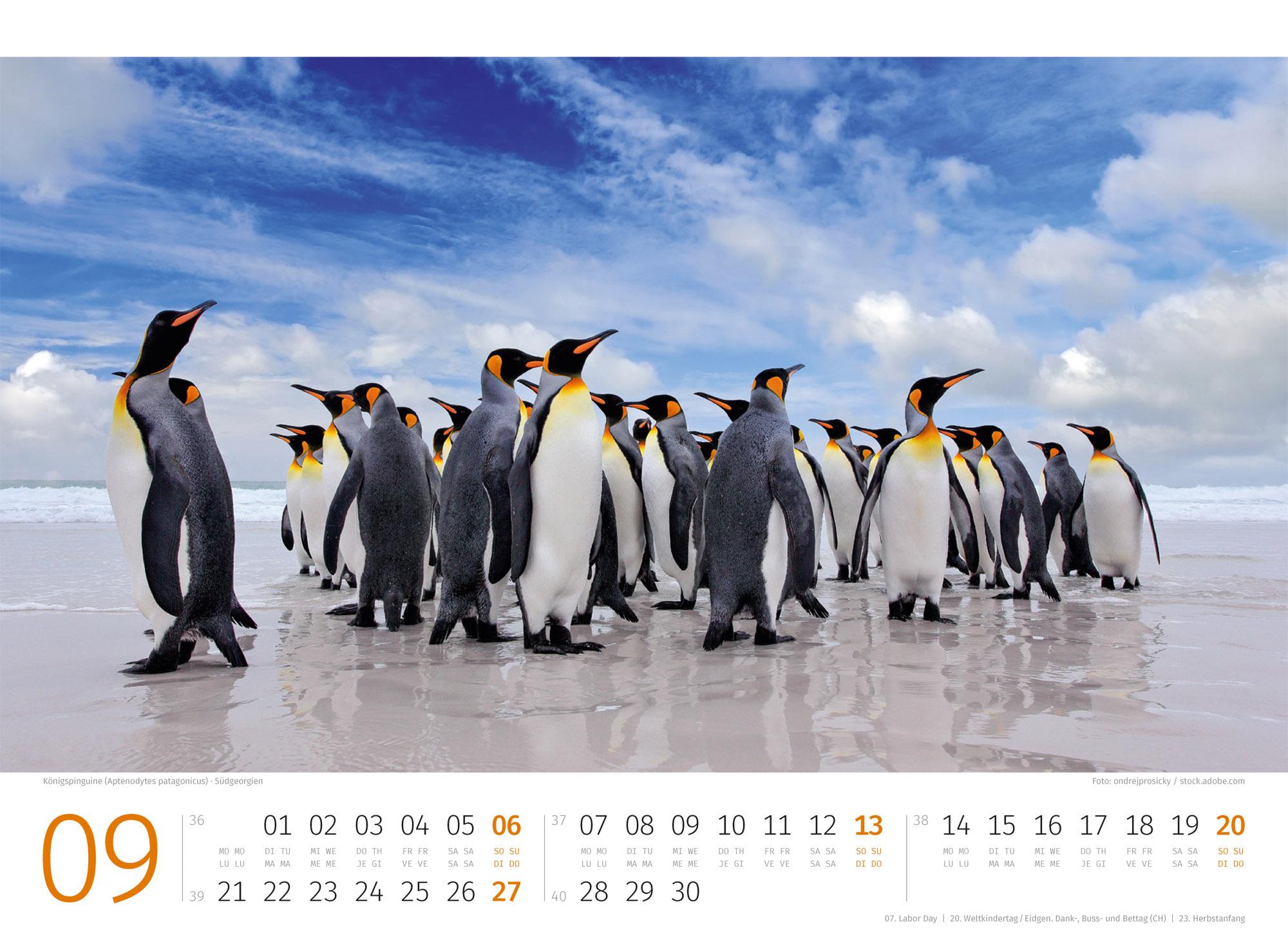 Beispielinhalt (Bild) Pinguine Kalender 2026
