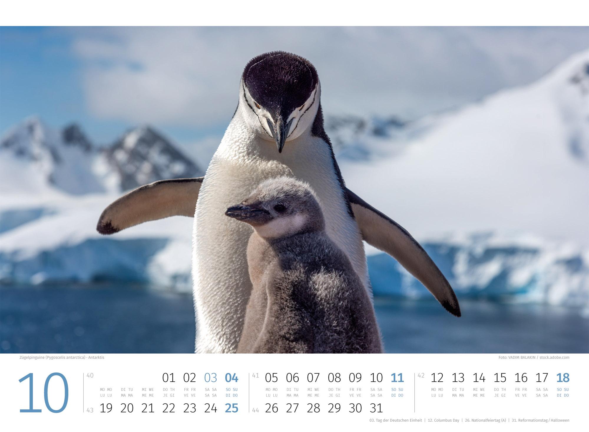 Beispielinhalt (Bild) Pinguine Kalender 2026