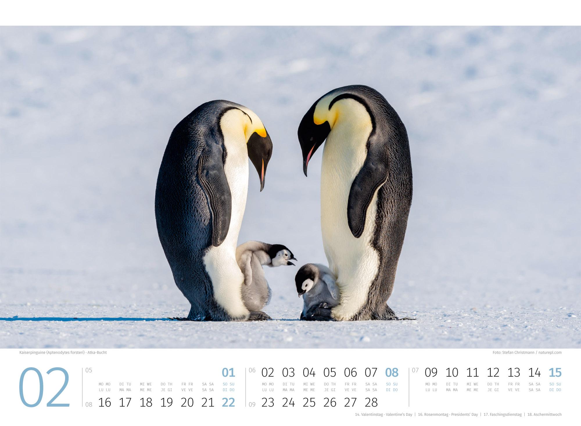 Beispielinhalt (Bild) Pinguine Kalender 2026