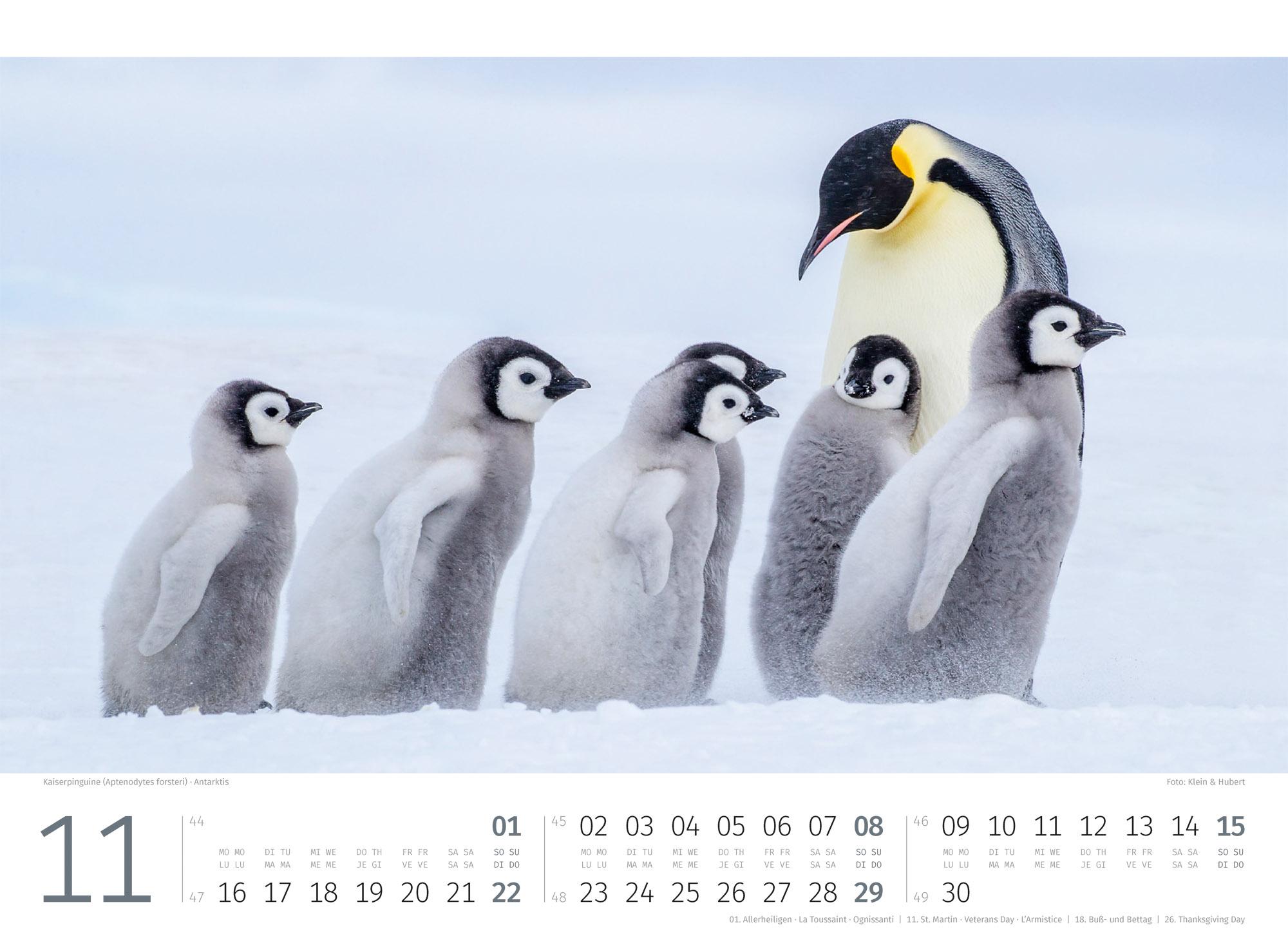 Beispielinhalt (Bild) Pinguine Kalender 2026
