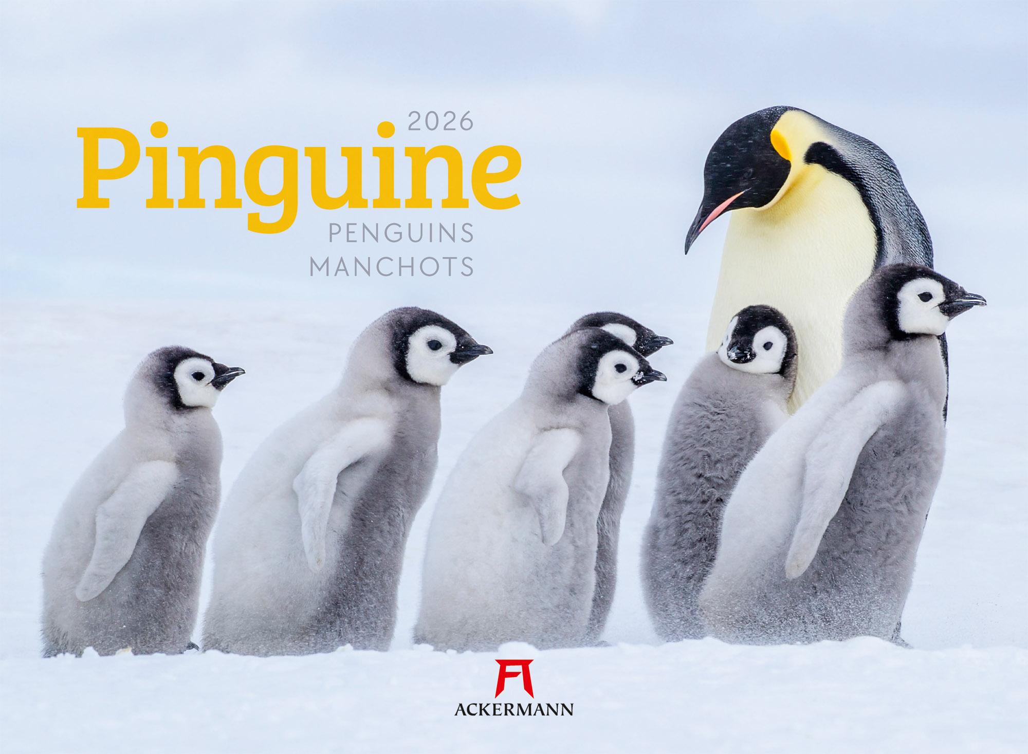 Vorderes Coverbild Pinguine Kalender 2026