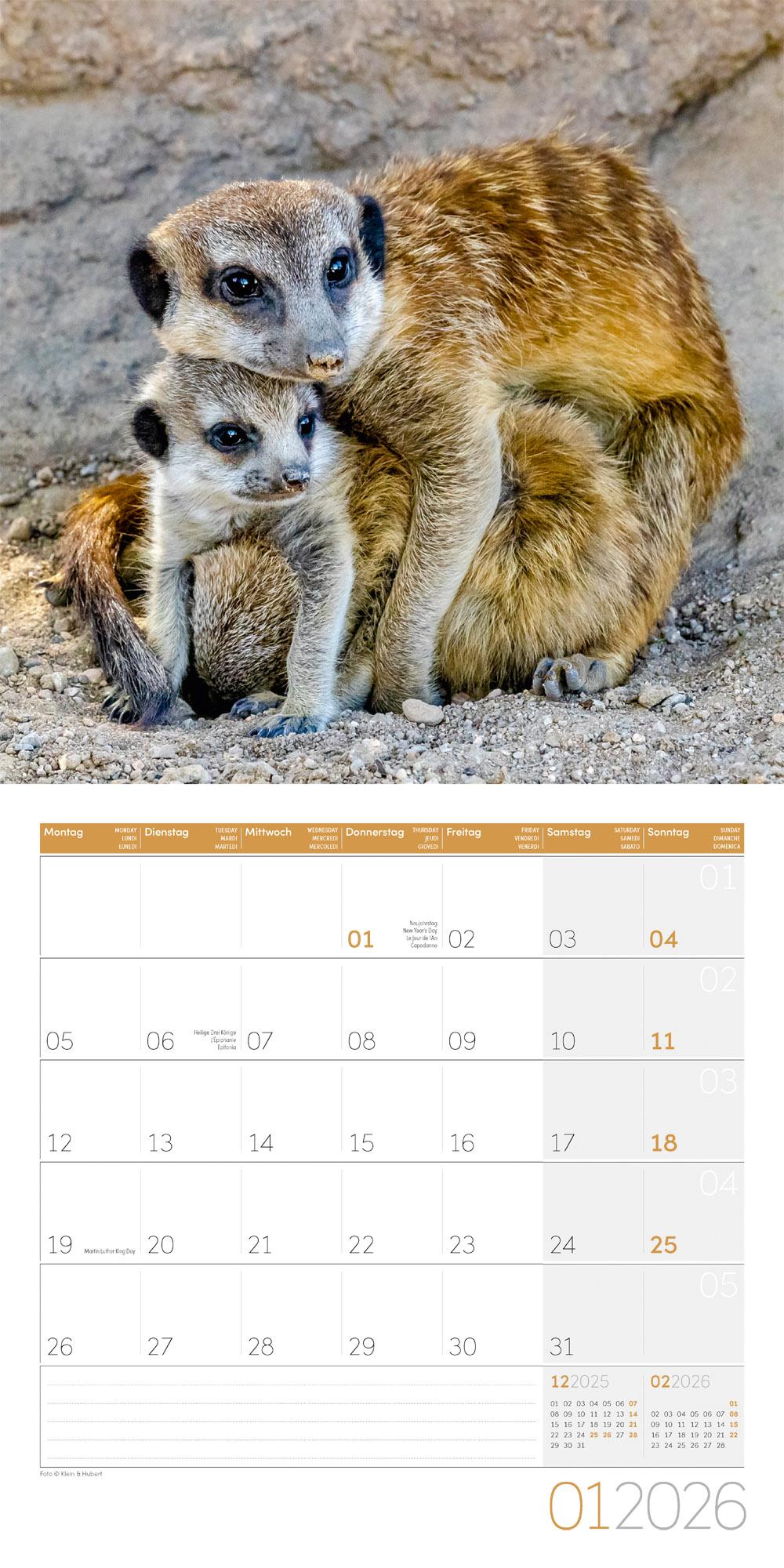 Beispielinhalt (Bild) Erdmännchen Broschürenkalender 2026 - 30x30 - Art12