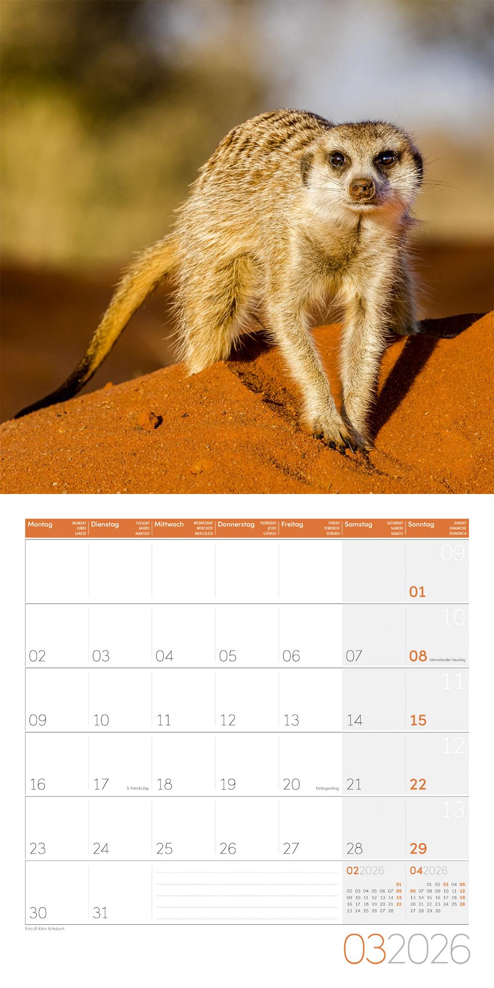 Beispielinhalt (Bild) Erdmännchen Broschürenkalender 2026 - 30x30 - Art12