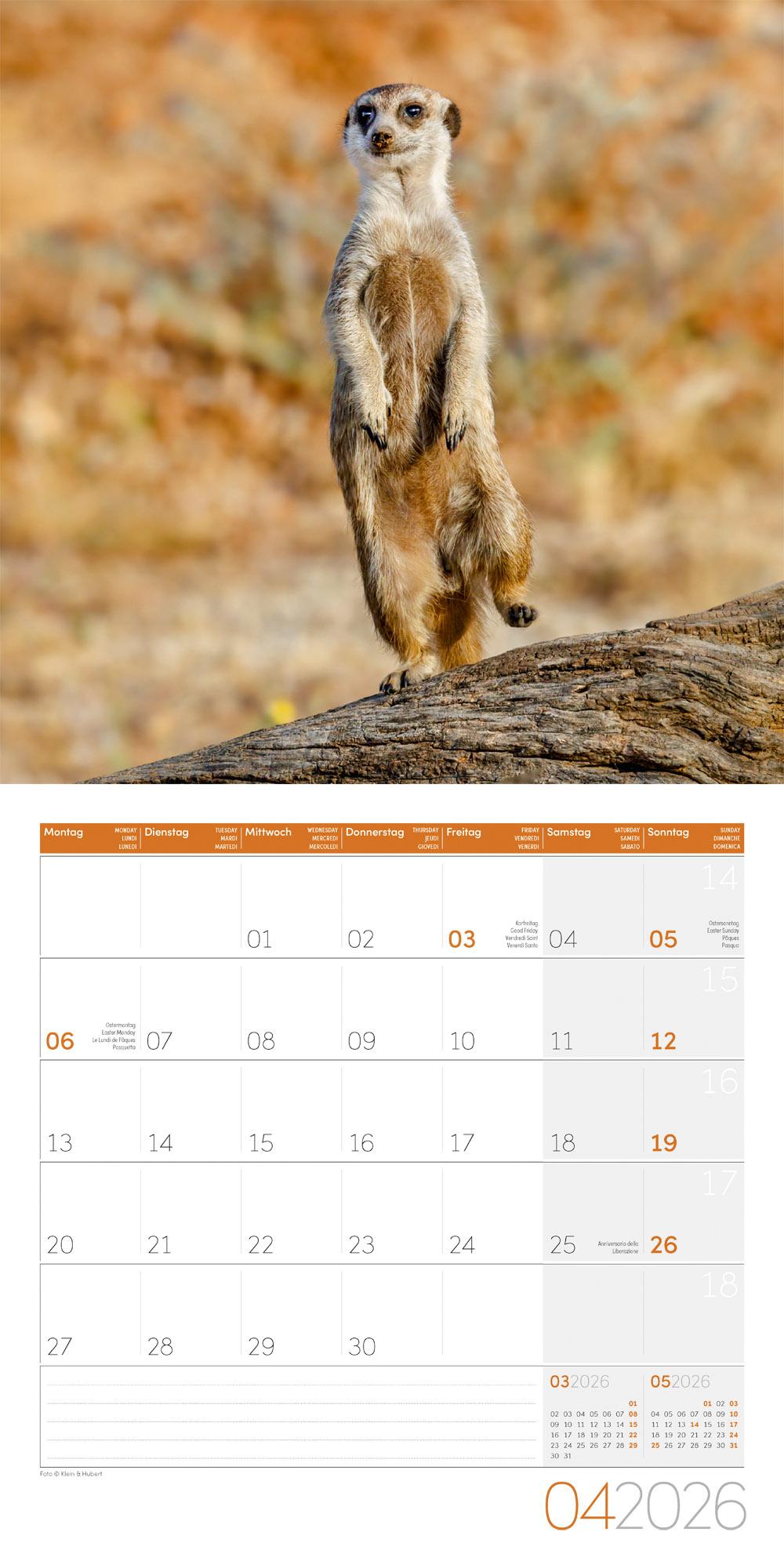 Beispielinhalt (Bild) Erdmännchen Broschürenkalender 2026 - 30x30 - Art12