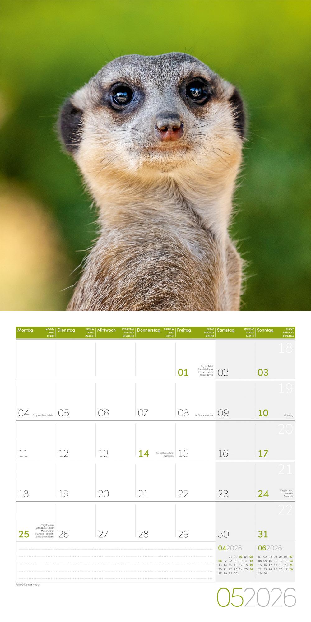 Beispielinhalt (Bild) Erdmännchen Broschürenkalender 2026 - 30x30 - Art12