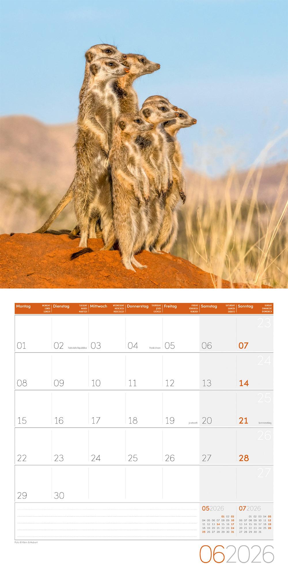 Beispielinhalt (Bild) Erdmännchen Broschürenkalender 2026 - 30x30 - Art12