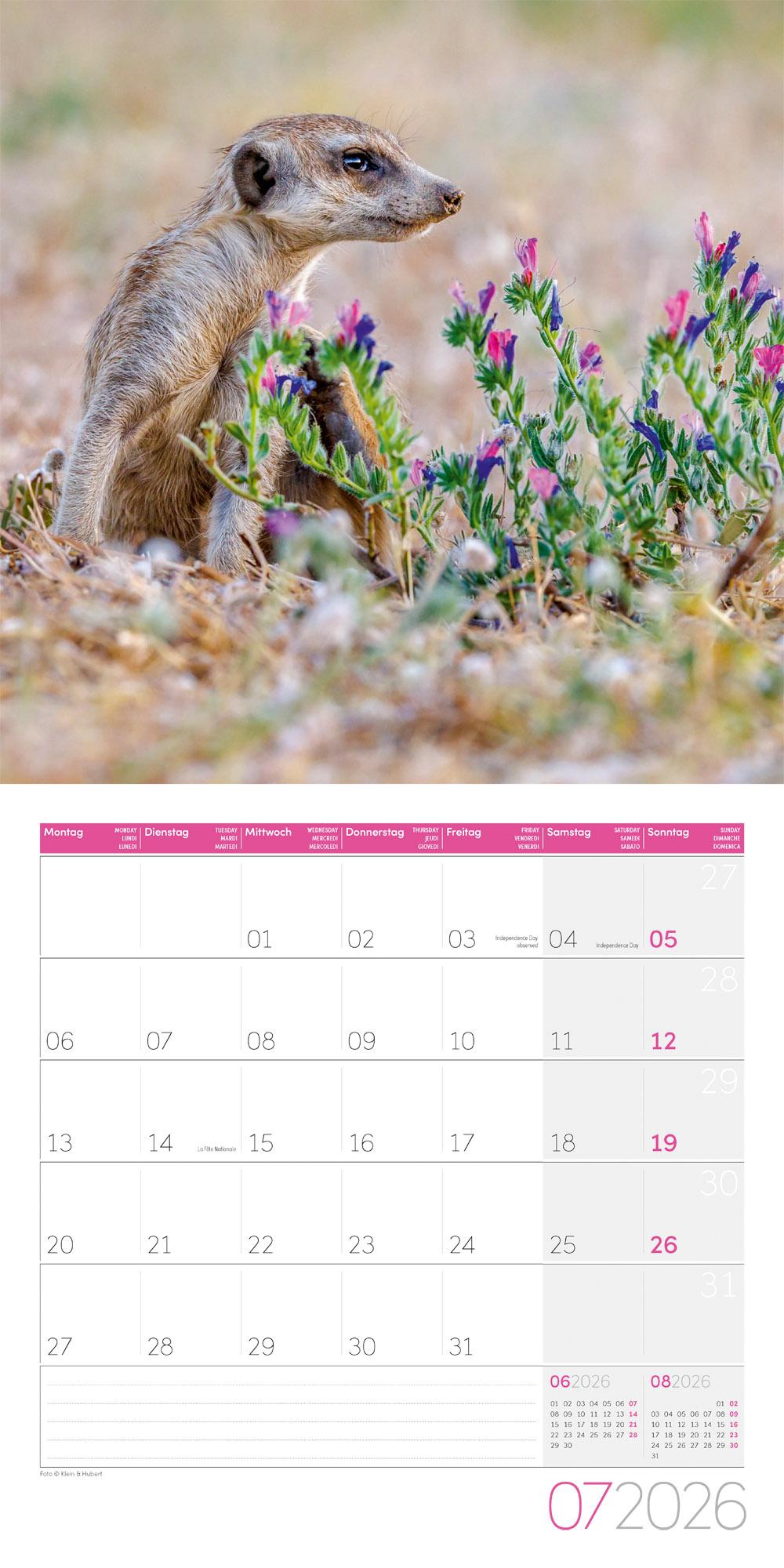 Beispielinhalt (Bild) Erdmännchen Broschürenkalender 2026 - 30x30 - Art12