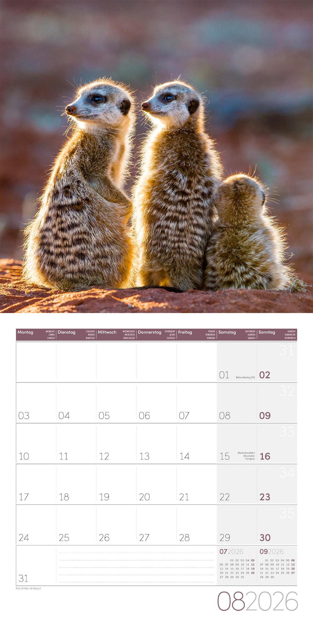 Beispielinhalt (Bild) Erdmännchen Broschürenkalender 2026 - 30x30 - Art12