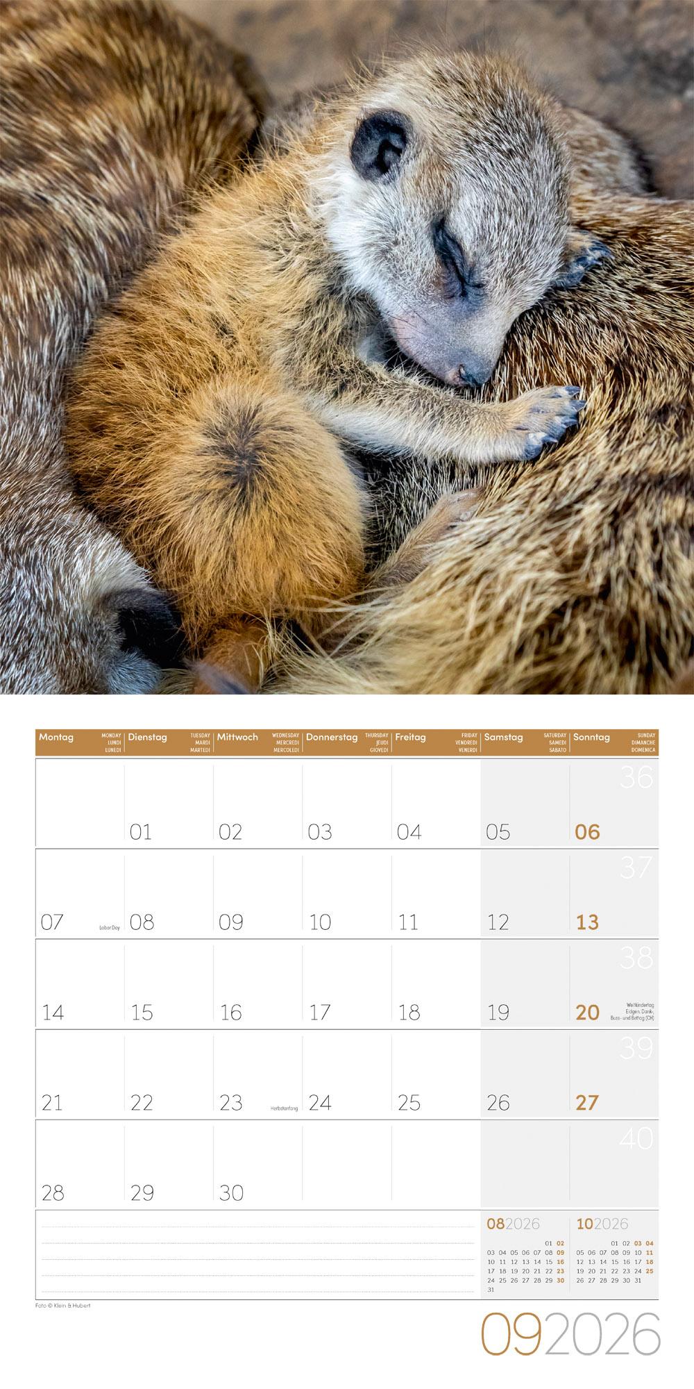 Beispielinhalt (Bild) Erdmännchen Broschürenkalender 2026 - 30x30 - Art12