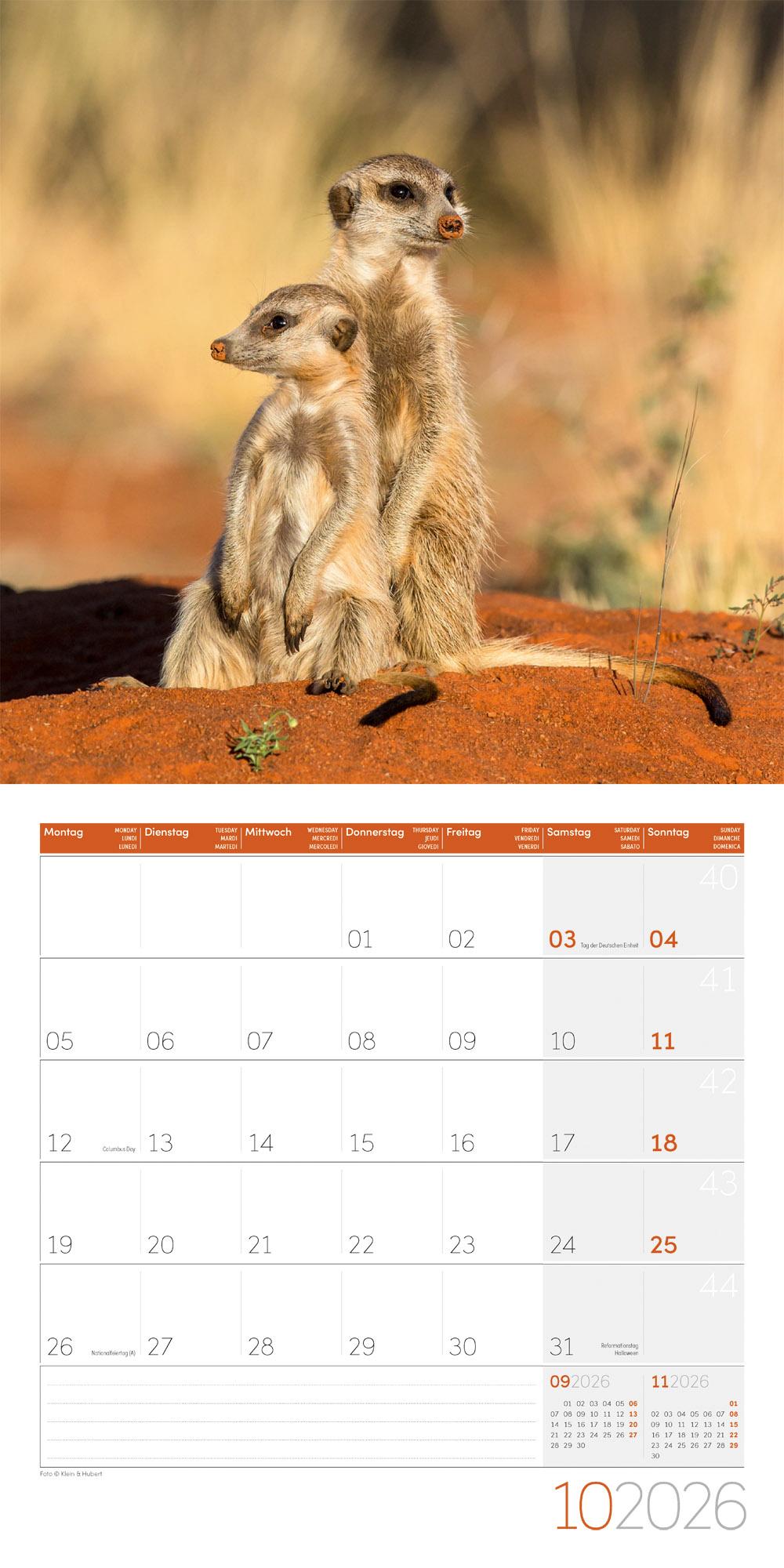 Beispielinhalt (Bild) Erdmännchen Broschürenkalender 2026 - 30x30 - Art12