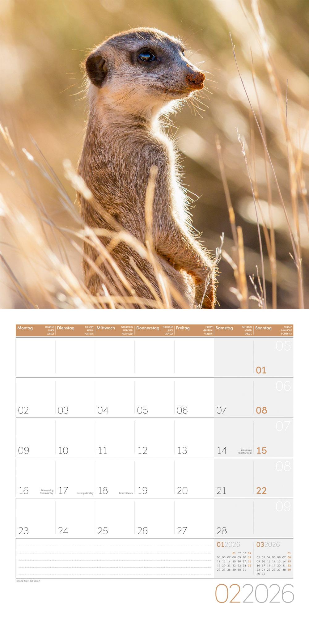 Beispielinhalt (Bild) Erdmännchen Broschürenkalender 2026 - 30x30 - Art12