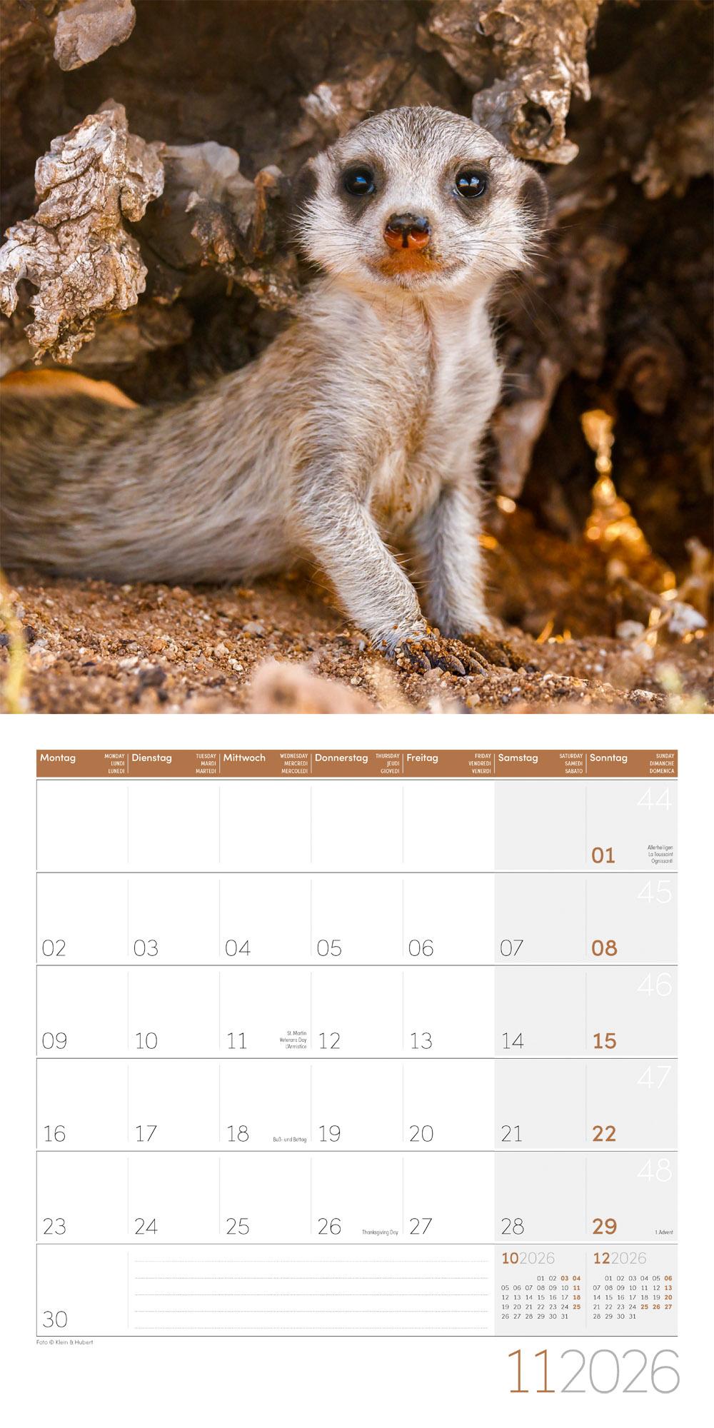 Beispielinhalt (Bild) Erdmännchen Broschürenkalender 2026 - 30x30 - Art12