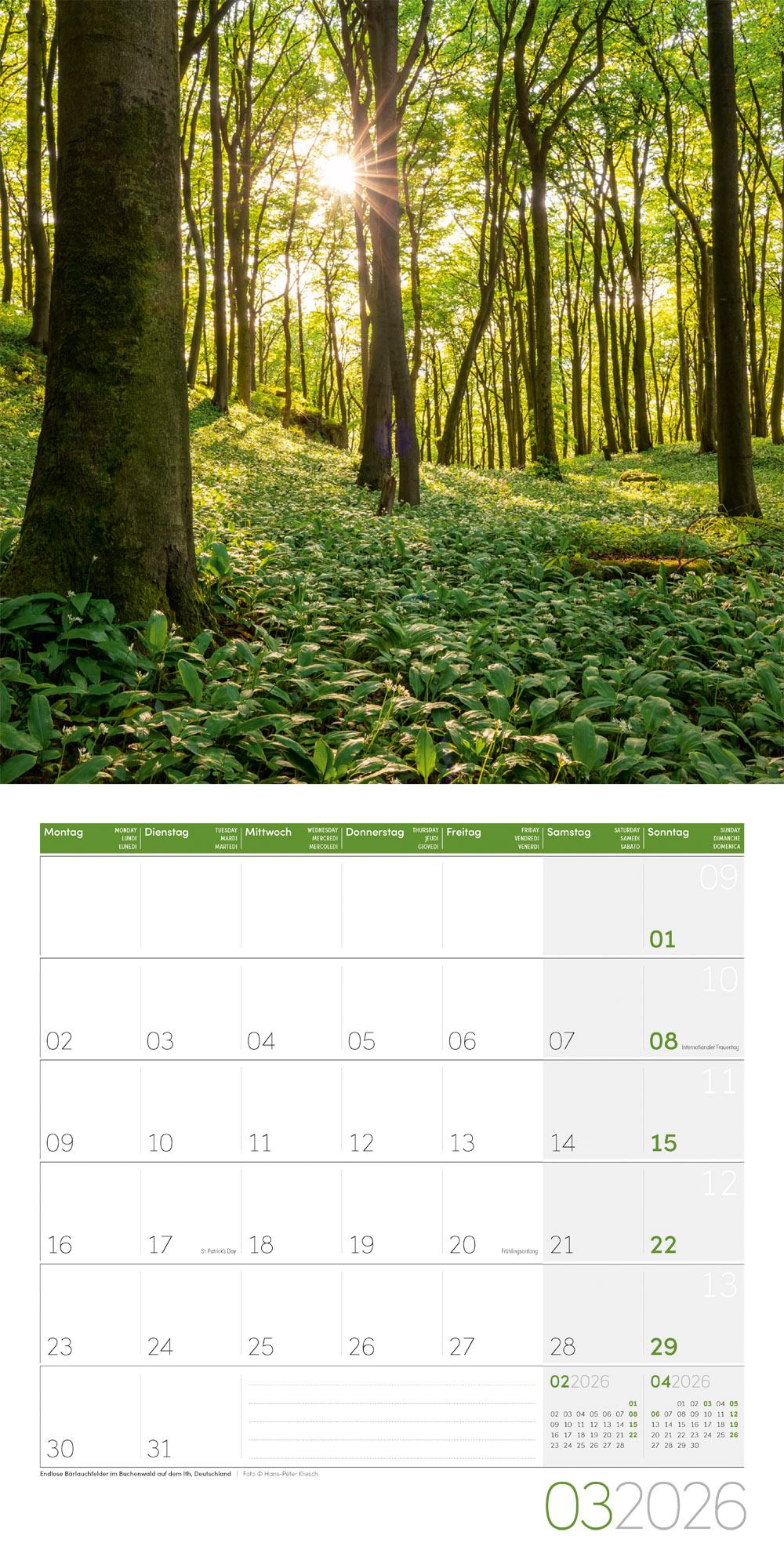 Beispielinhalt (Bild) Bäume Broschürenkalender 2026 - 30x30 - Art12