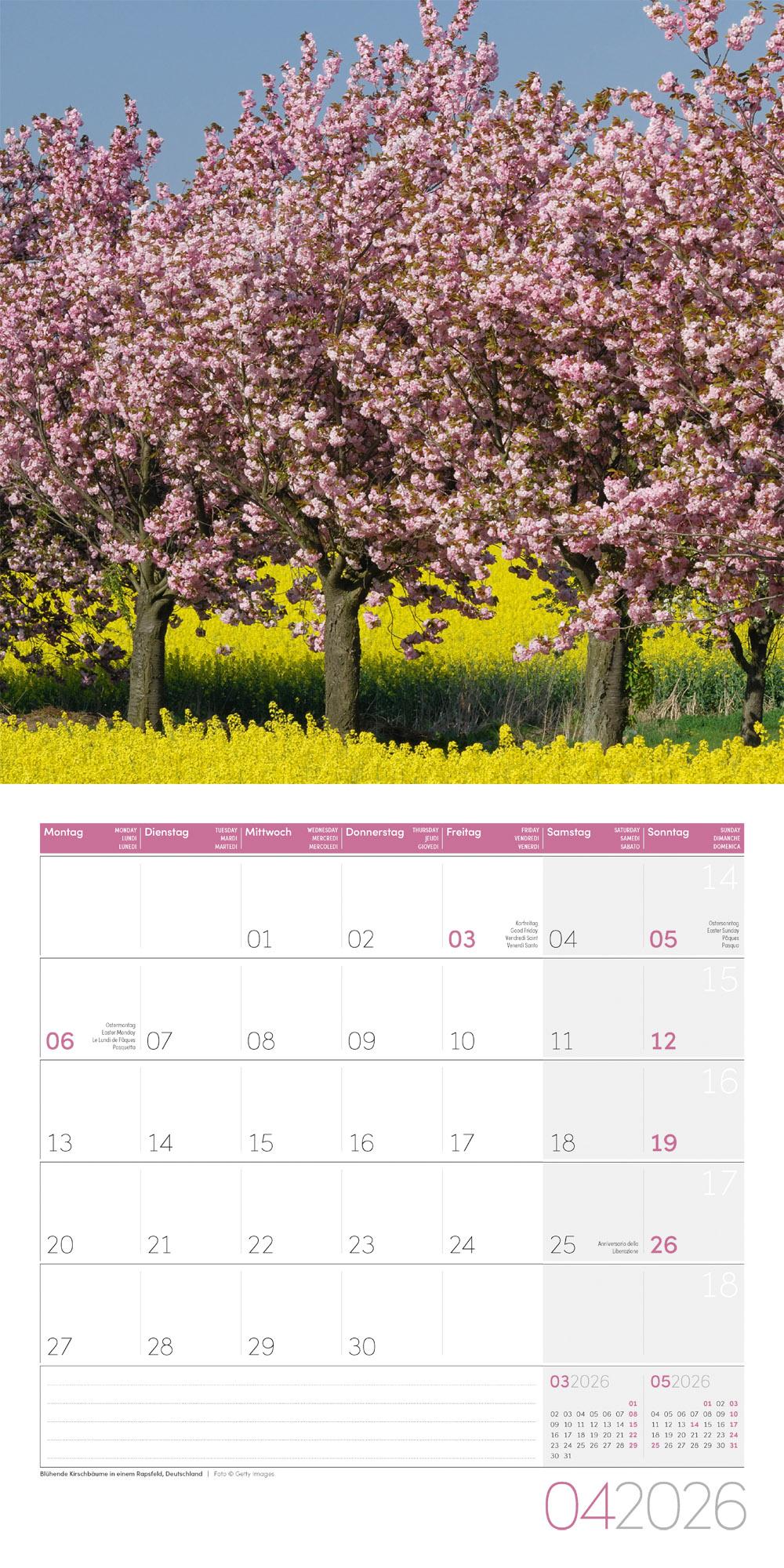 Beispielinhalt (Bild) Bäume Broschürenkalender 2026 - 30x30 - Art12