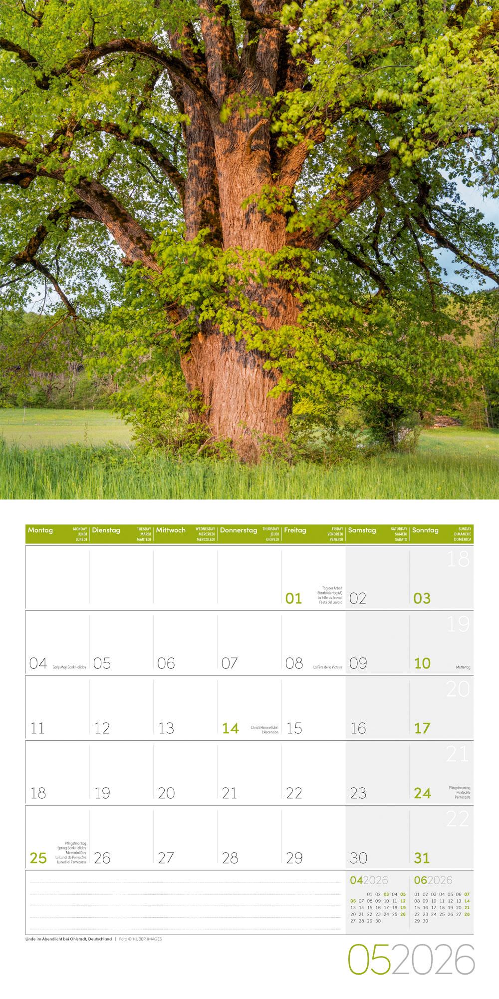 Beispielinhalt (Bild) Bäume Broschürenkalender 2026 - 30x30 - Art12