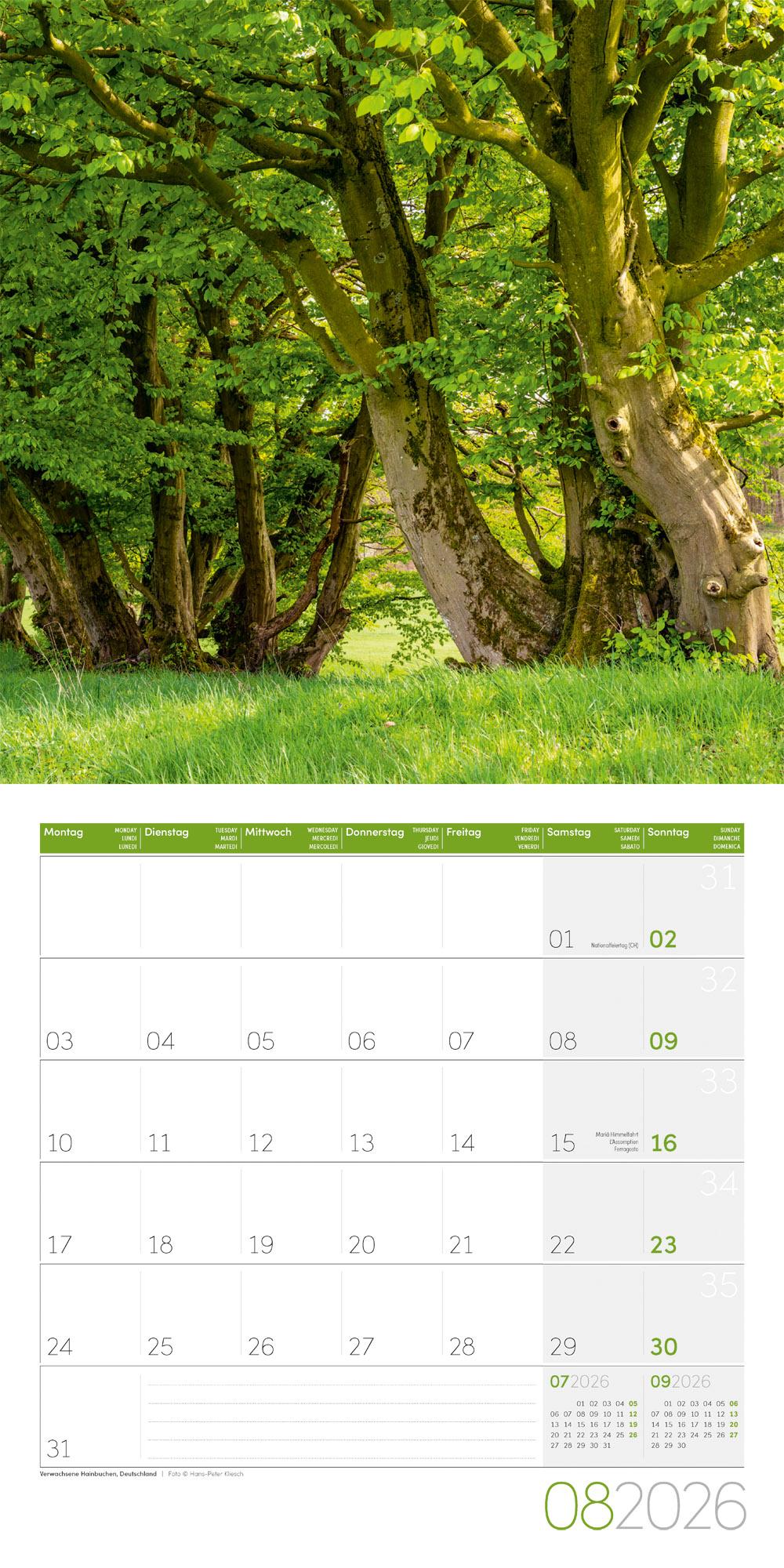 Beispielinhalt (Bild) Bäume Broschürenkalender 2026 - 30x30 - Art12