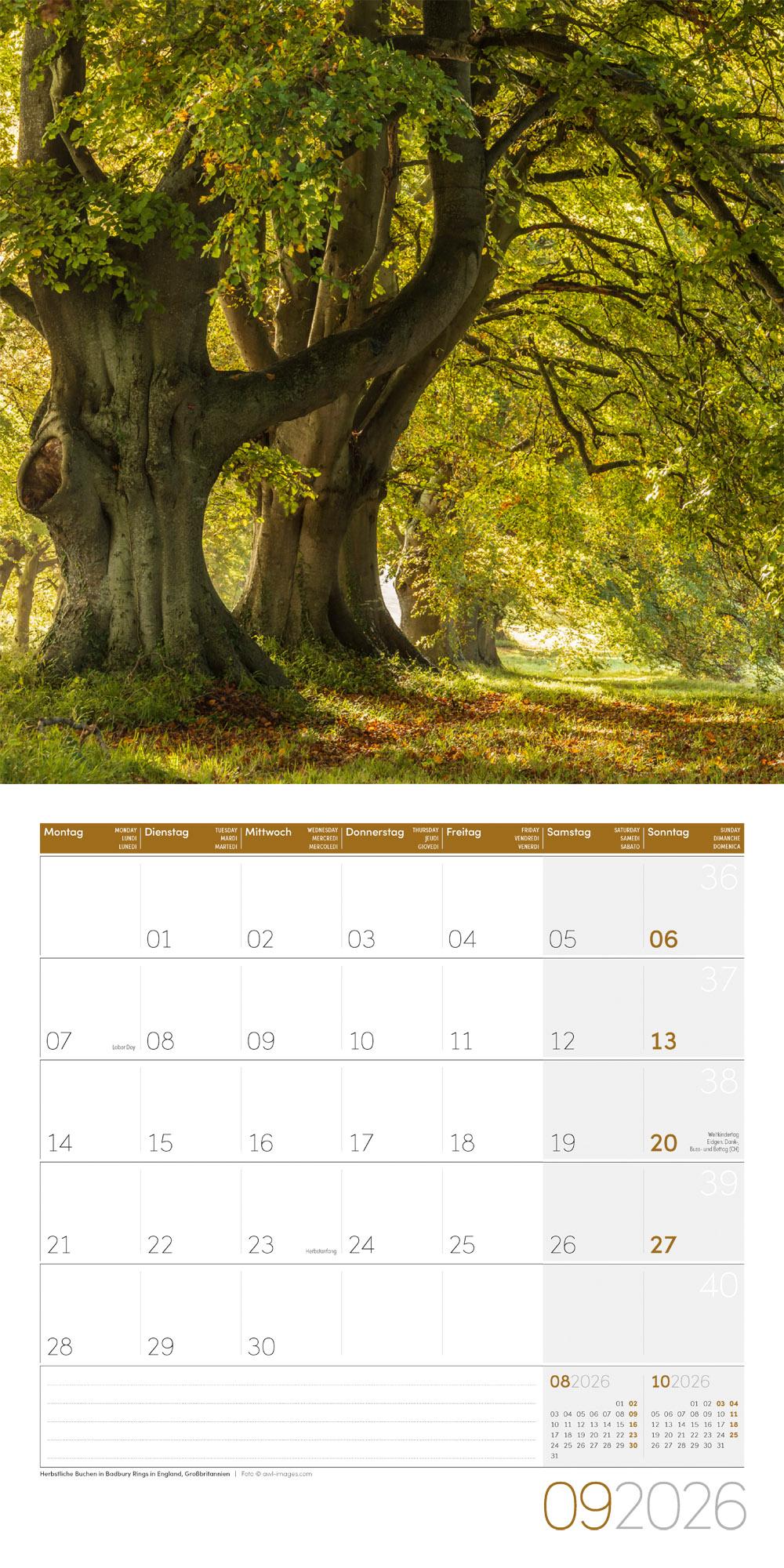 Beispielinhalt (Bild) Bäume Broschürenkalender 2026 - 30x30 - Art12