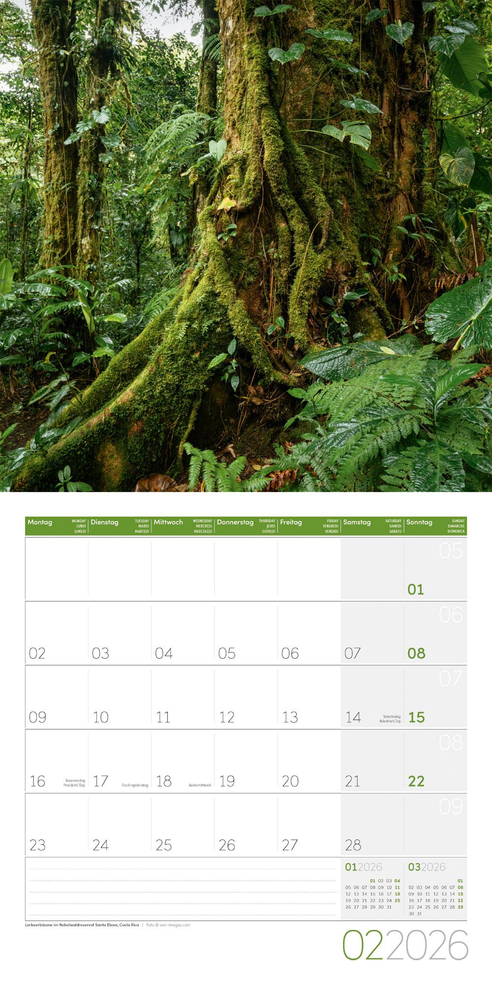 Beispielinhalt (Bild) Bäume Broschürenkalender 2026 - 30x30 - Art12