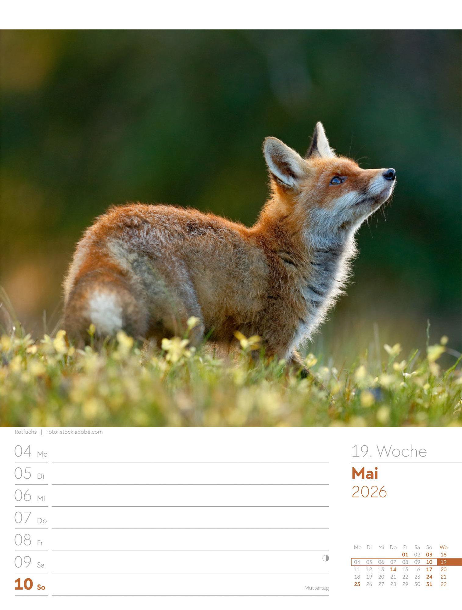 Beispielinhalt (Bild) Unser Wald Wochenplaner Kalender 2026