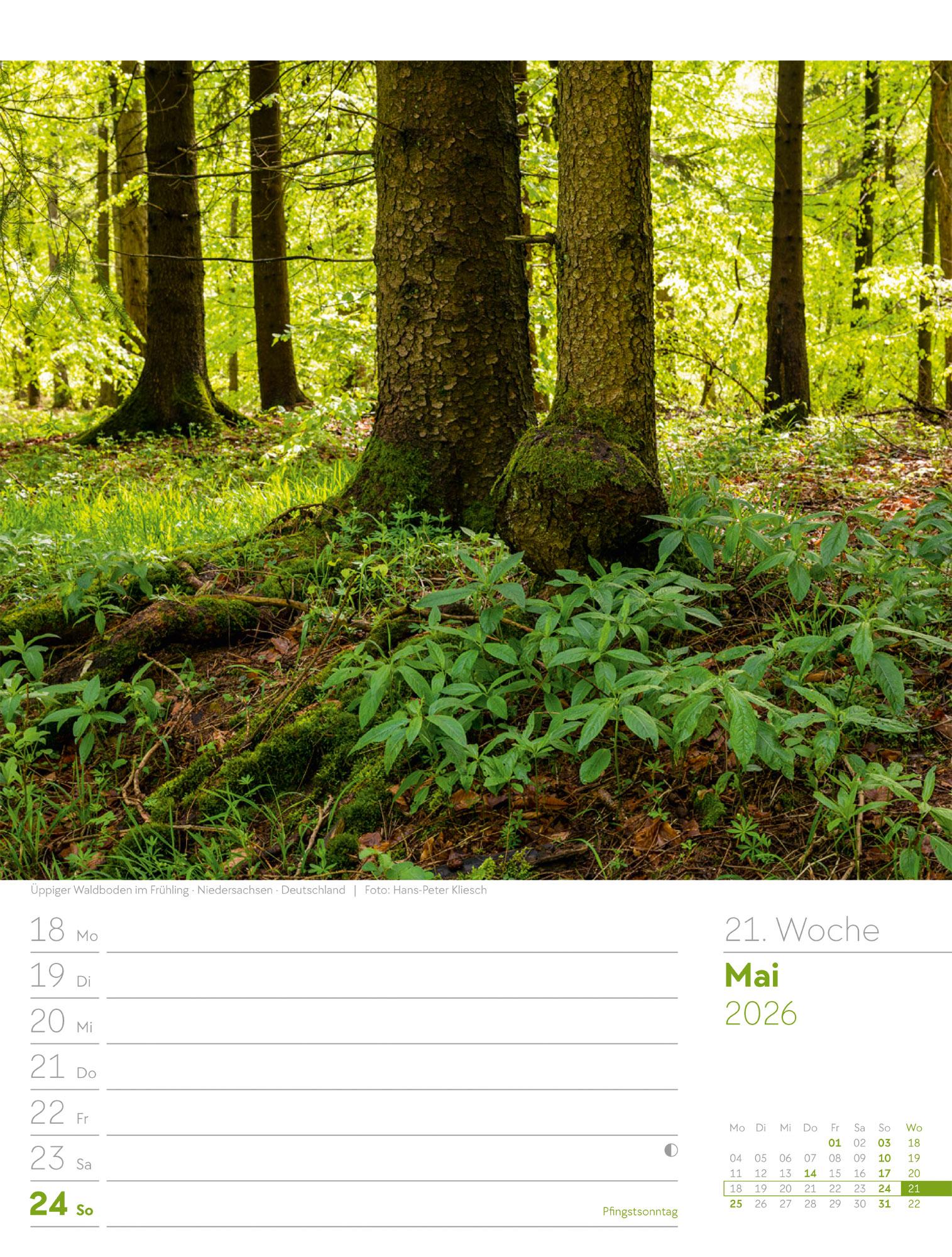 Beispielinhalt (Bild) Unser Wald Wochenplaner Kalender 2026
