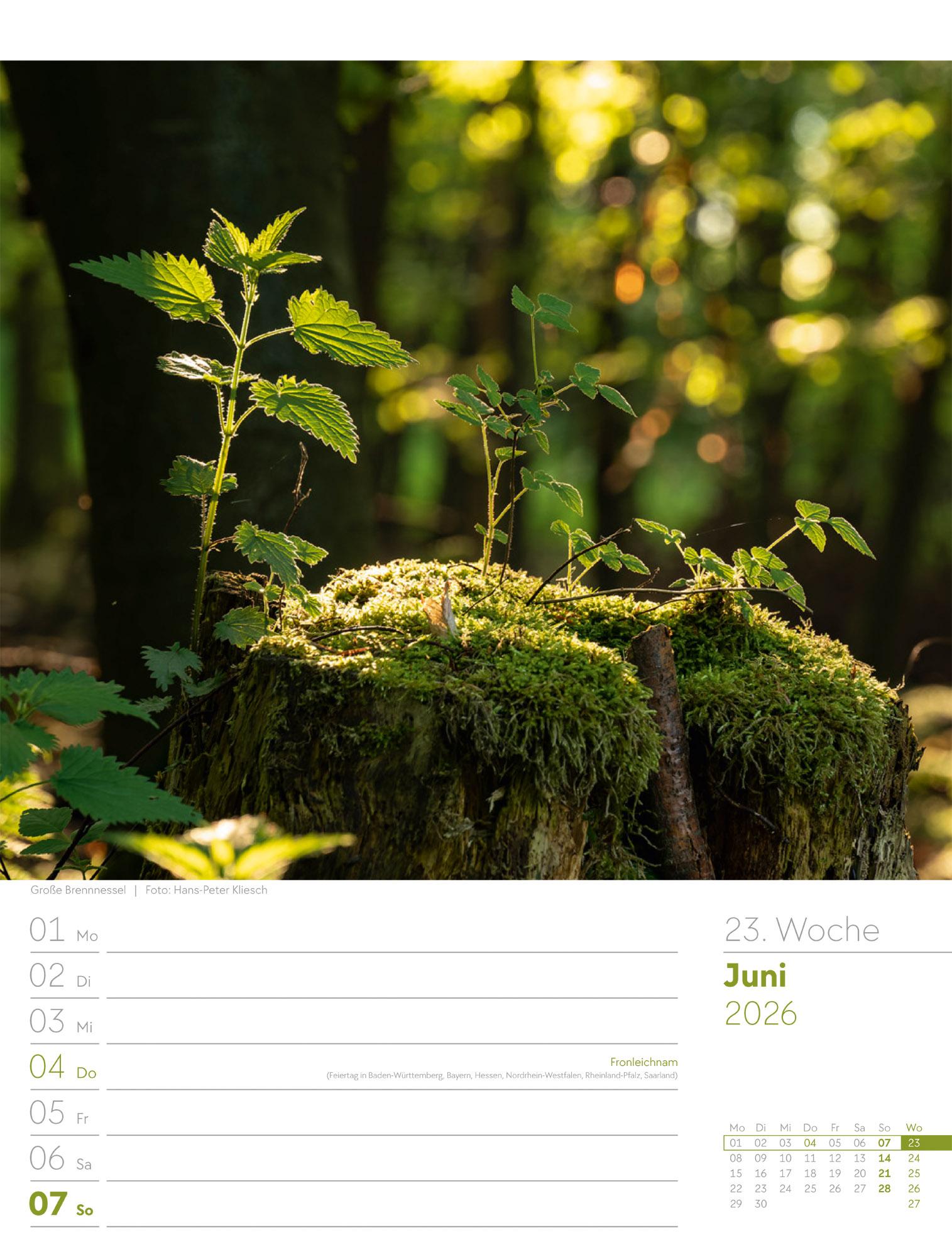 Beispielinhalt (Bild) Unser Wald Wochenplaner Kalender 2026