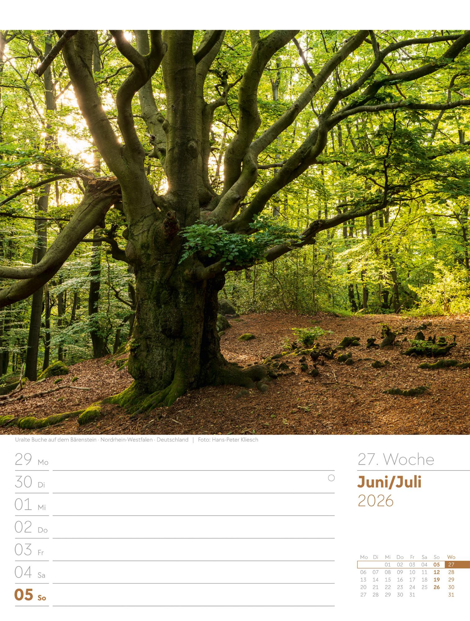 Beispielinhalt (Bild) Unser Wald Wochenplaner Kalender 2026