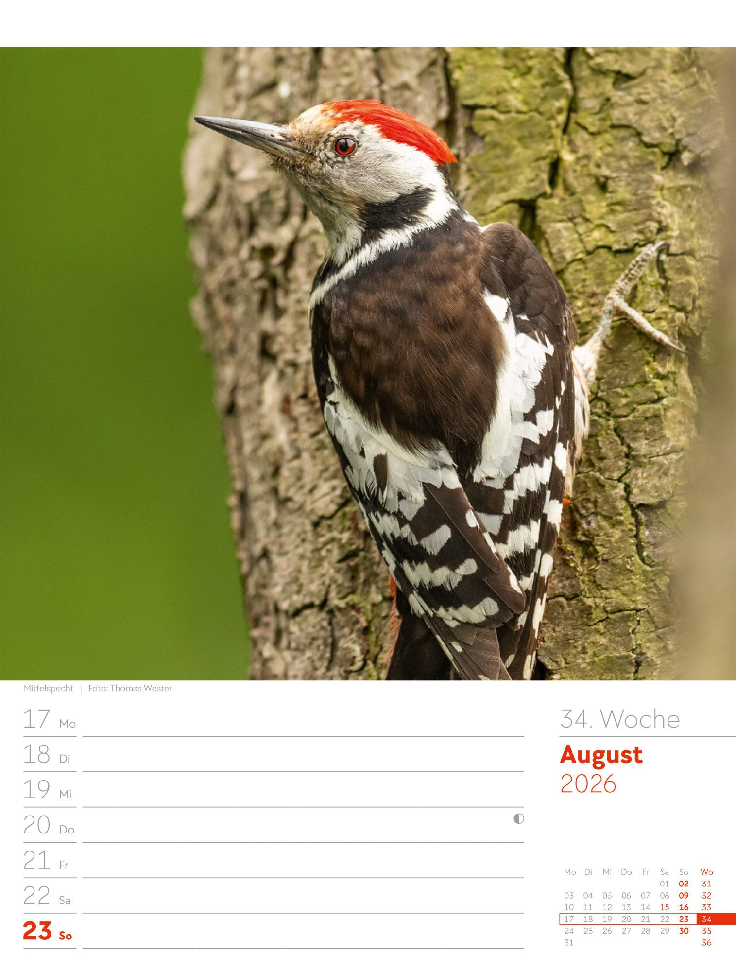 Beispielinhalt (Bild) Unser Wald Wochenplaner Kalender 2026