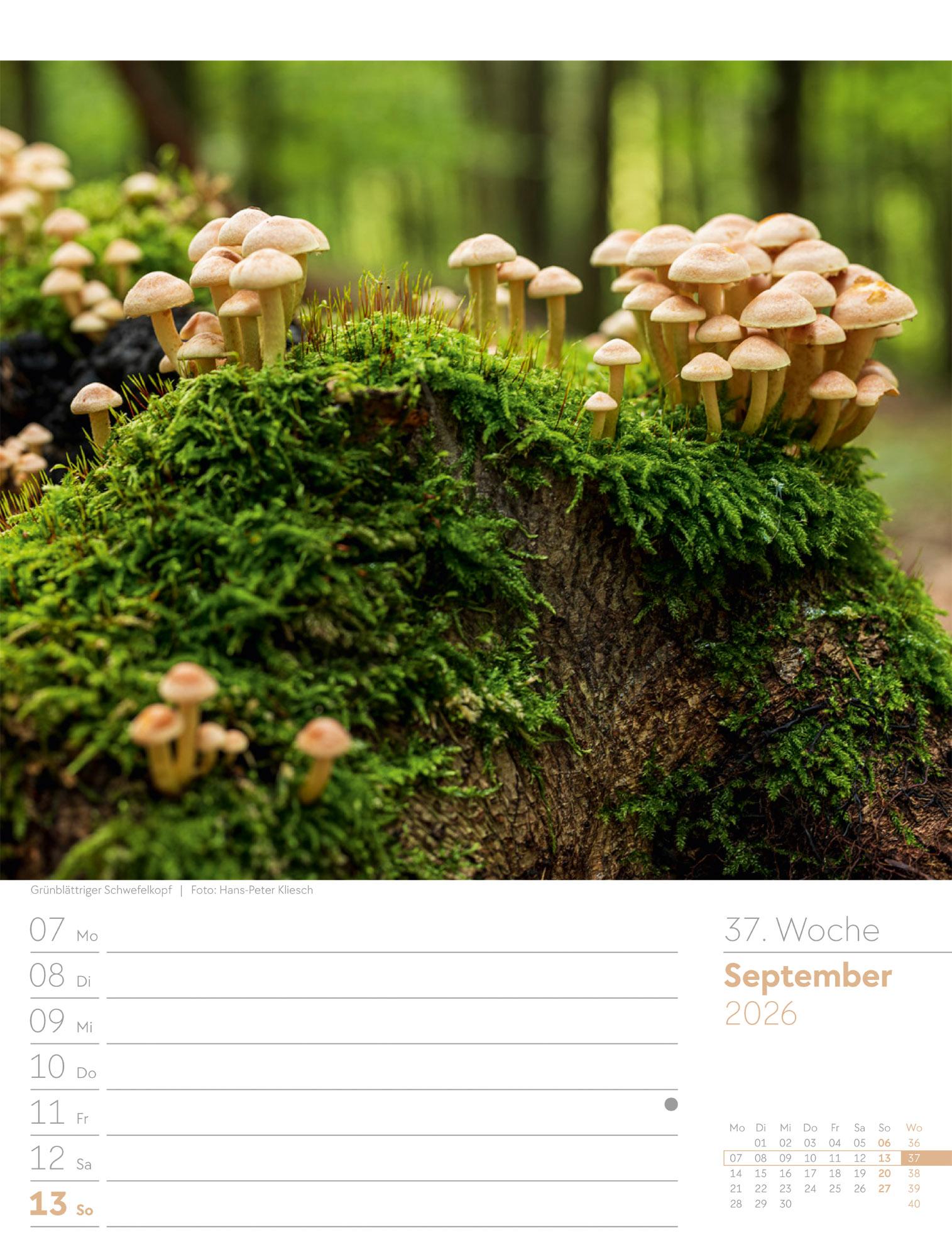 Beispielinhalt (Bild) Unser Wald Wochenplaner Kalender 2026