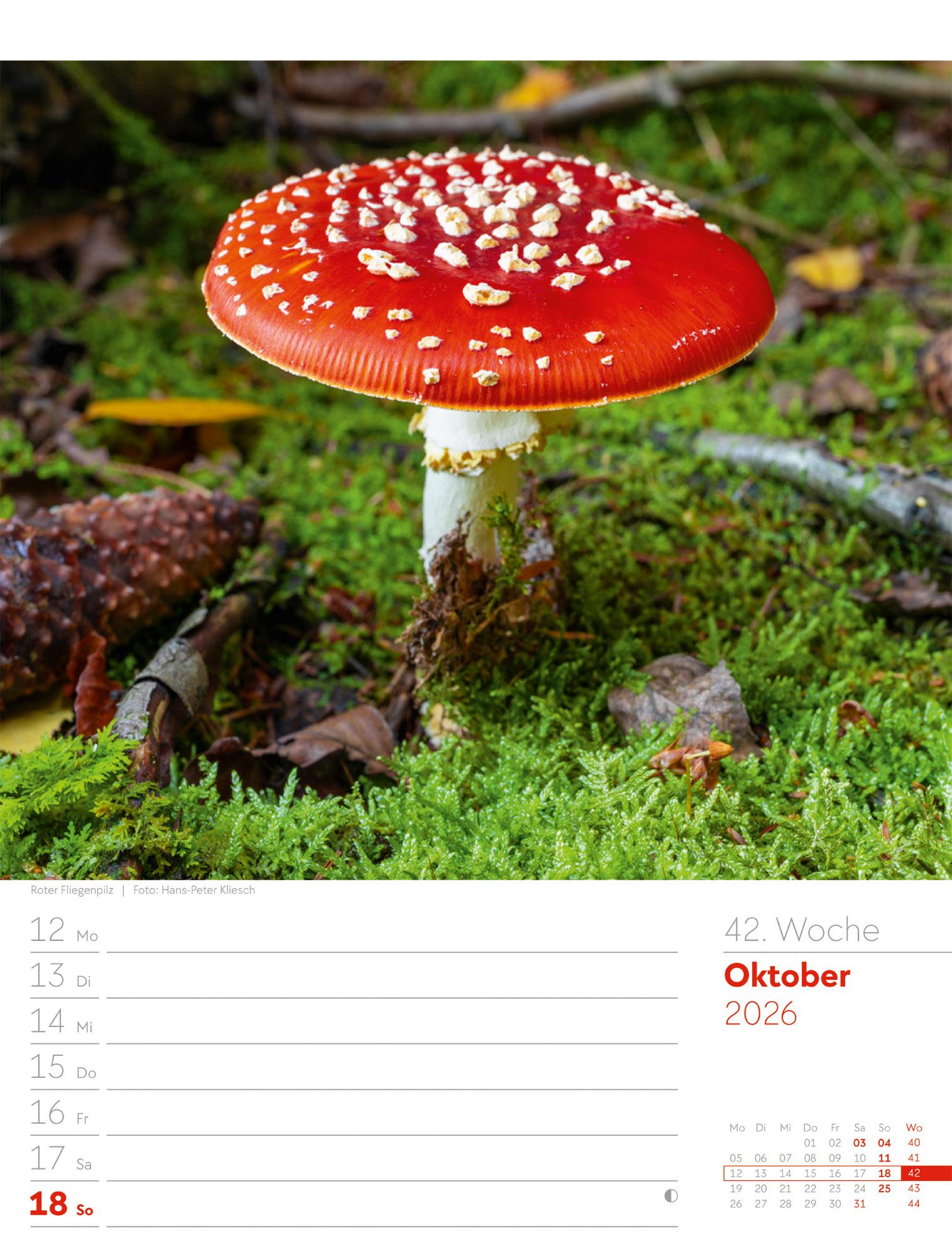 Beispielinhalt (Bild) Unser Wald Wochenplaner Kalender 2026