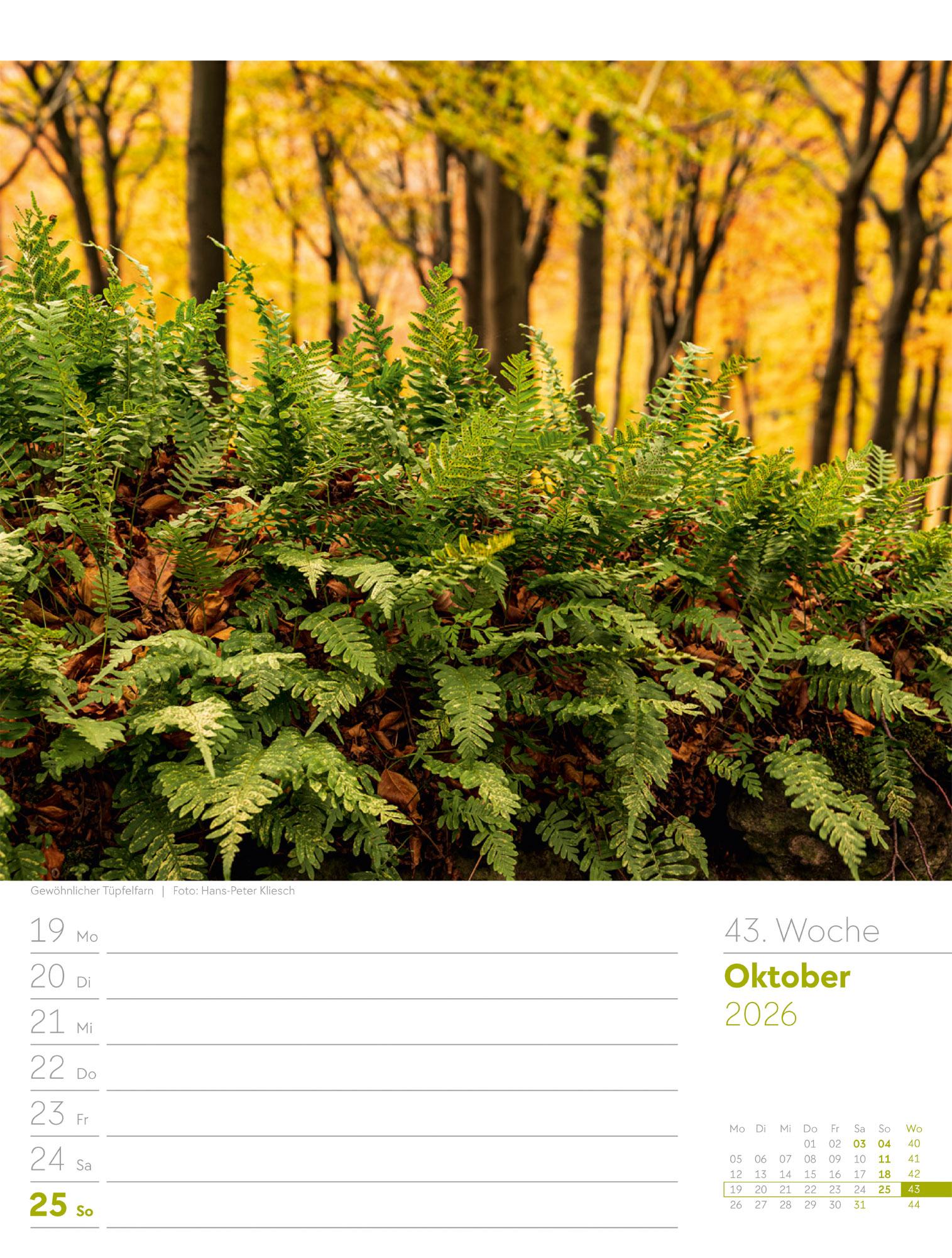 Beispielinhalt (Bild) Unser Wald Wochenplaner Kalender 2026