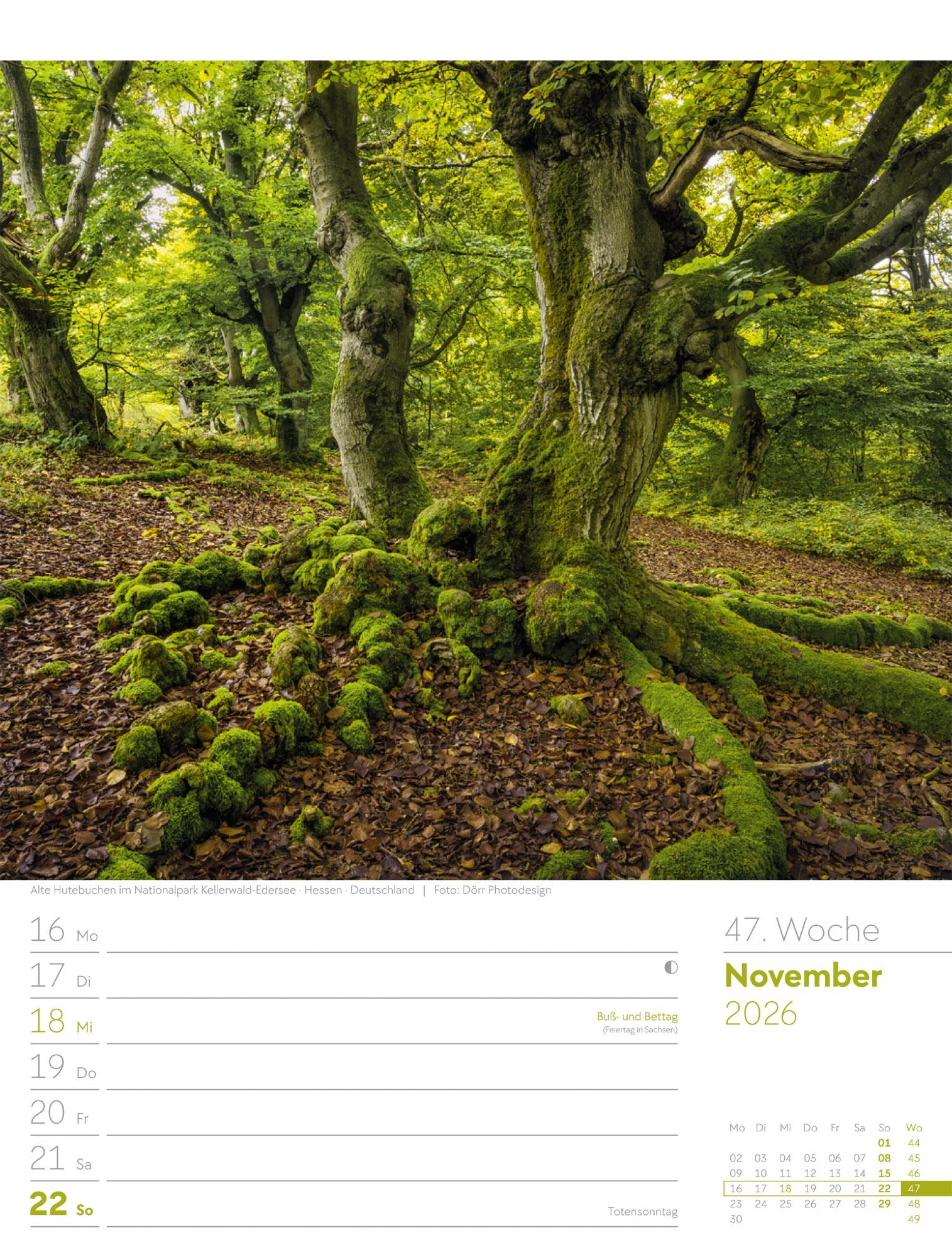 Beispielinhalt (Bild) Unser Wald Wochenplaner Kalender 2026