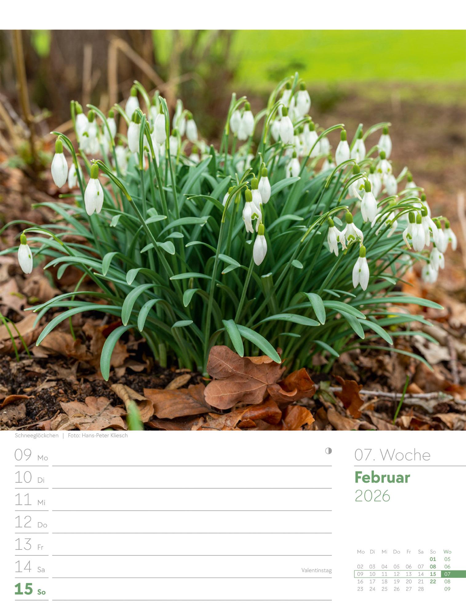 Beispielinhalt (Bild) Unser Wald Wochenplaner Kalender 2026