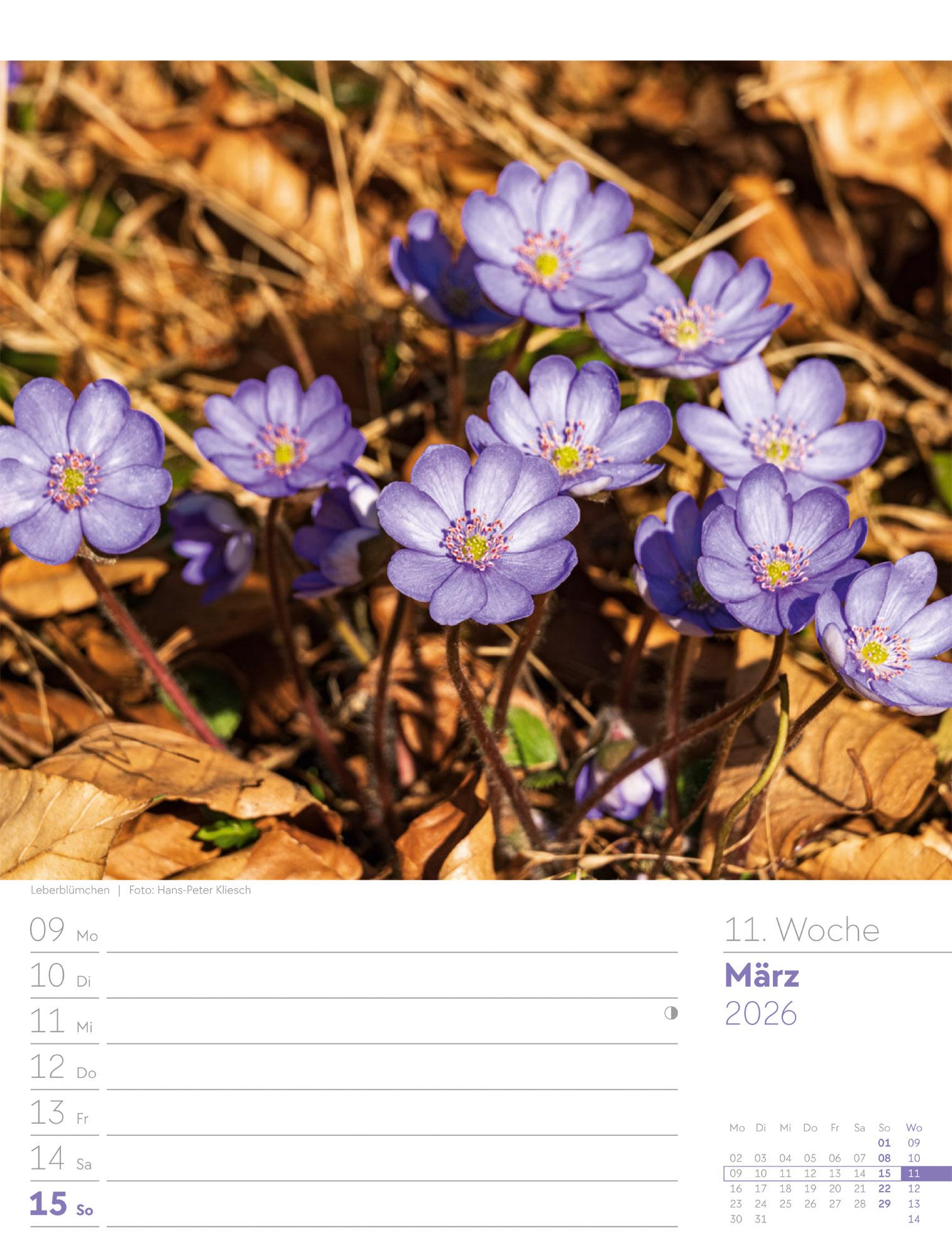 Beispielinhalt (Bild) Unser Wald Wochenplaner Kalender 2026