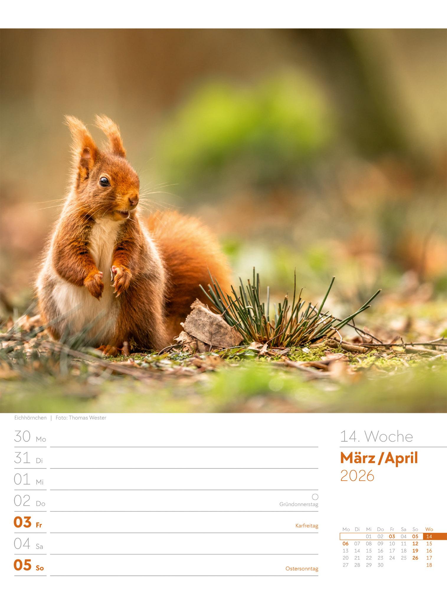 Beispielinhalt (Bild) Unser Wald Wochenplaner Kalender 2026