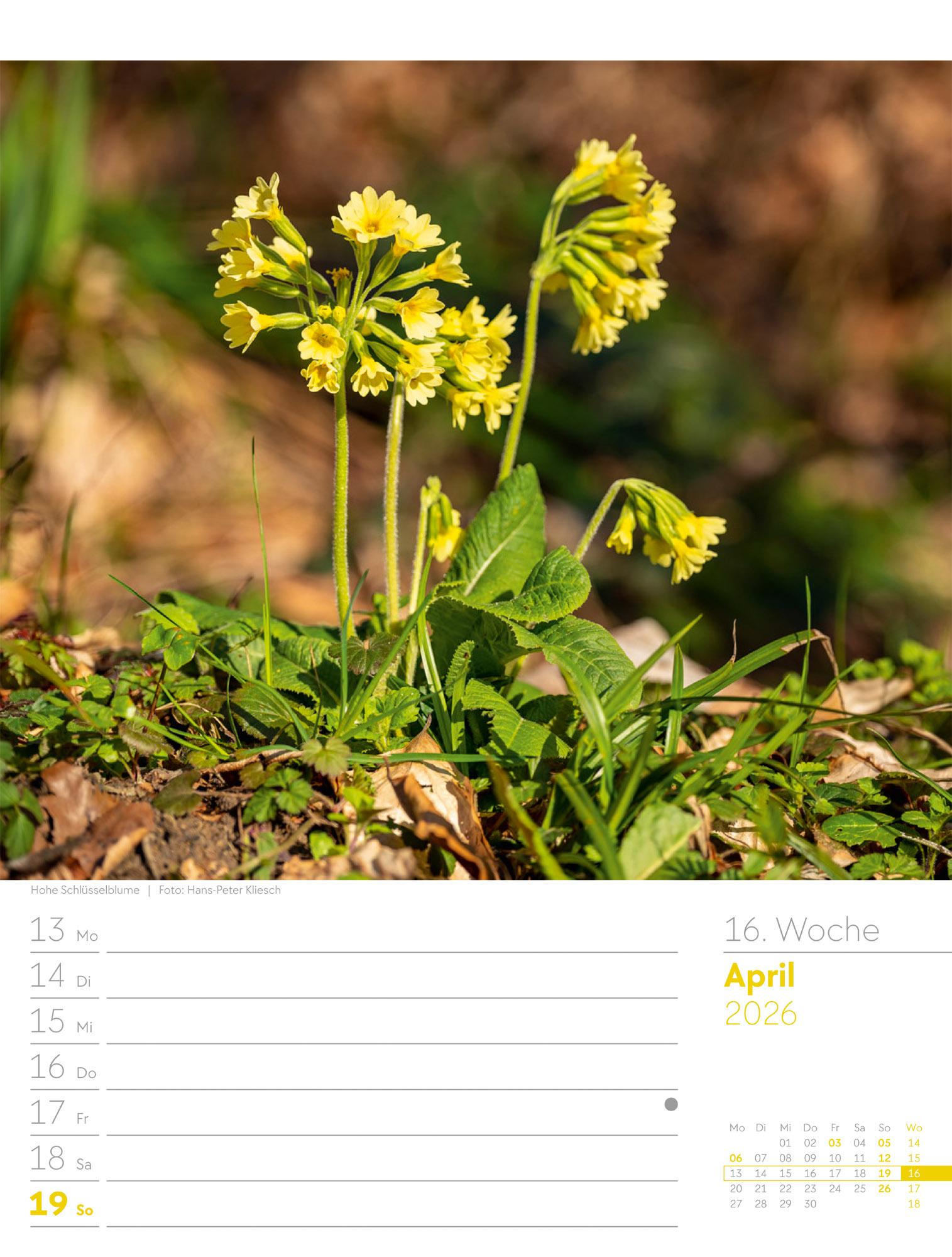 Beispielinhalt (Bild) Unser Wald Wochenplaner Kalender 2026