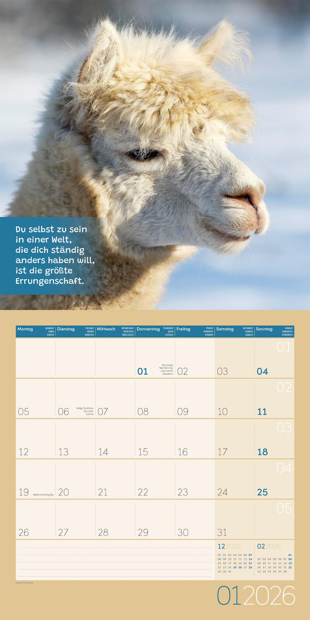 Beispielinhalt (Bild) No Drama, Lama Broschürenkalender 2026 - 30x30 - Art12