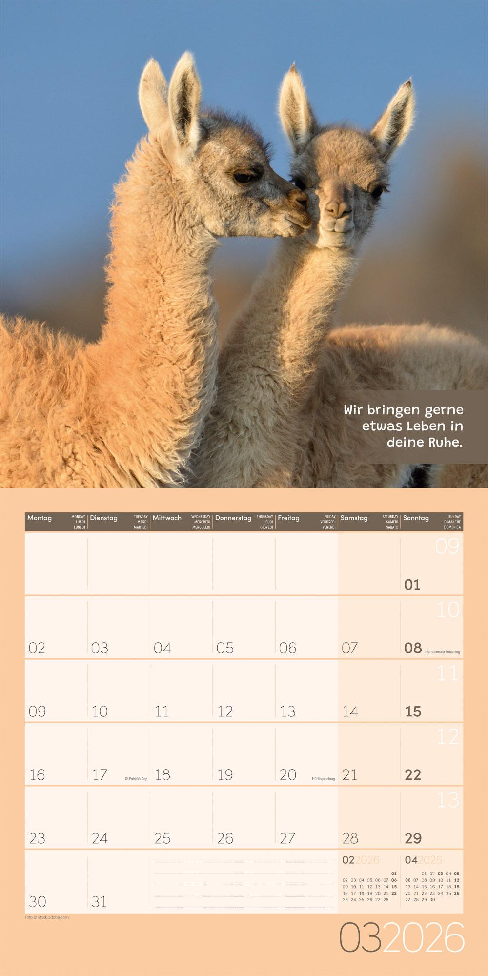 Beispielinhalt (Bild) No Drama, Lama Broschürenkalender 2026 - 30x30 - Art12