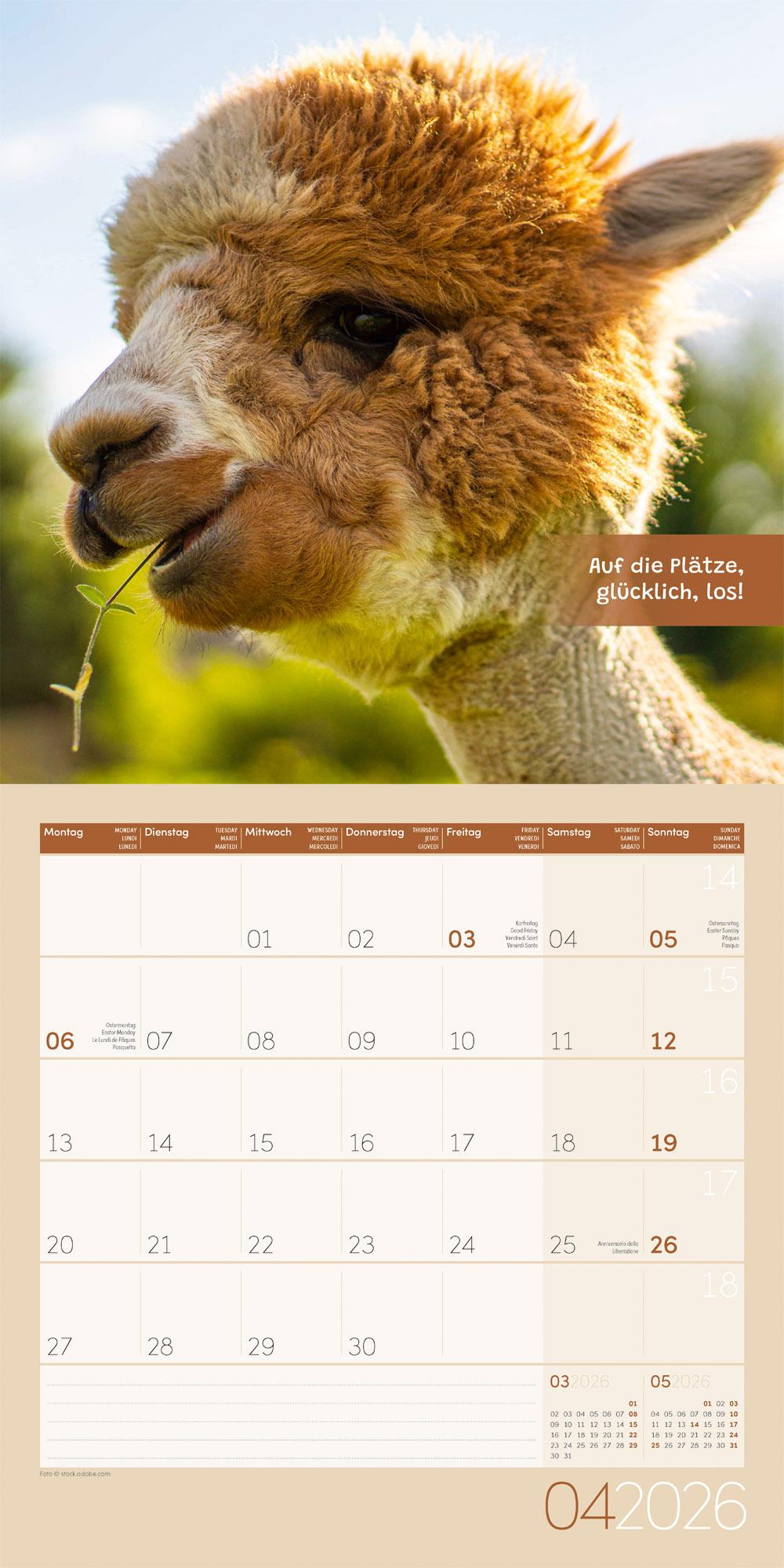 Beispielinhalt (Bild) No Drama, Lama Broschürenkalender 2026 - 30x30 - Art12