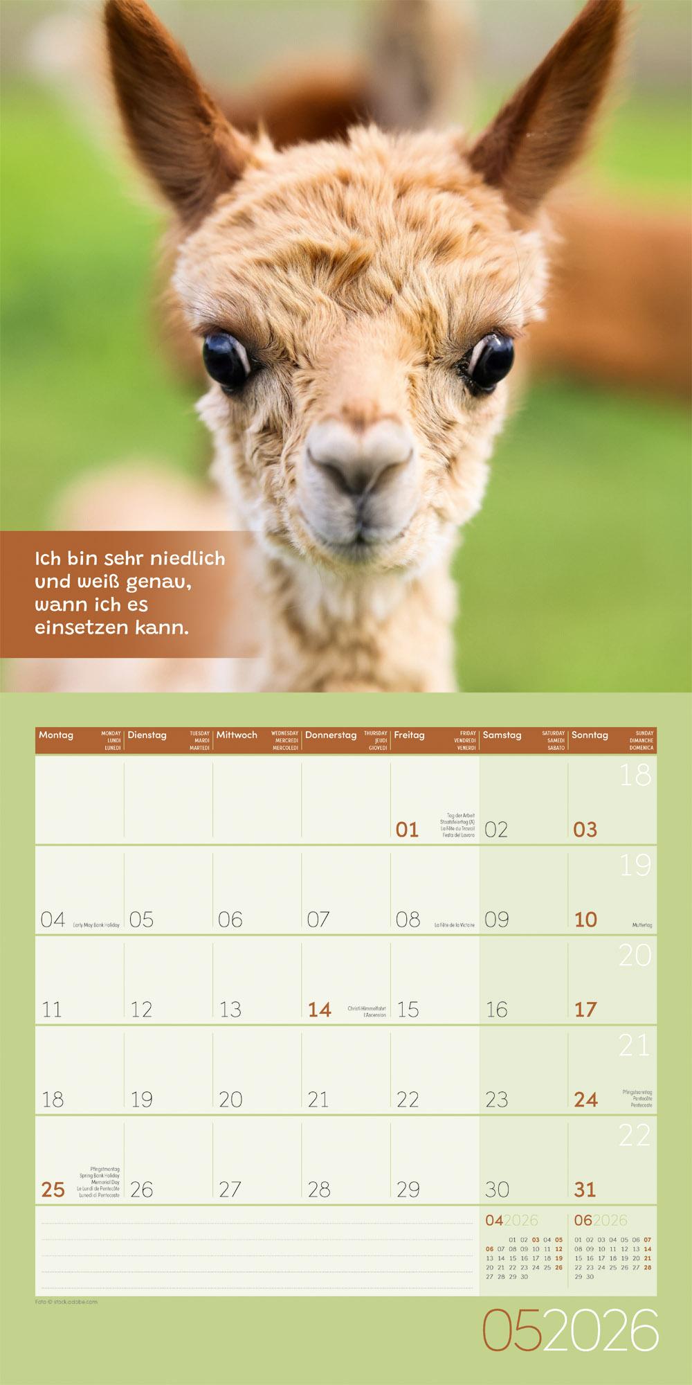 Beispielinhalt (Bild) No Drama, Lama Broschürenkalender 2026 - 30x30 - Art12