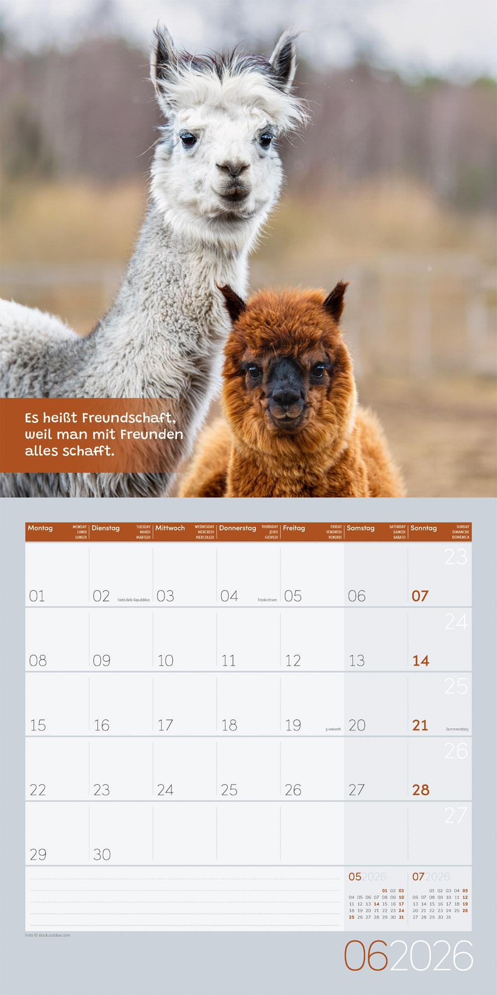 Beispielinhalt (Bild) No Drama, Lama Broschürenkalender 2026 - 30x30 - Art12