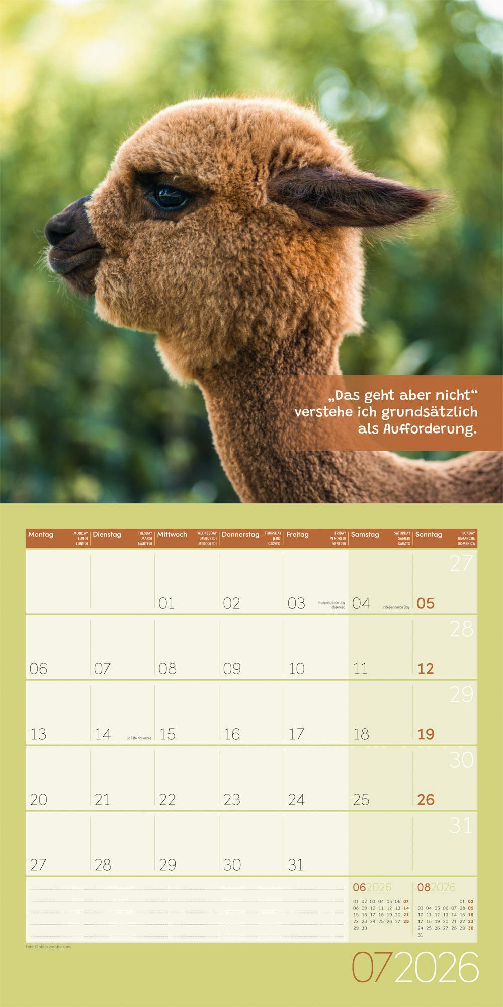Beispielinhalt (Bild) No Drama, Lama Broschürenkalender 2026 - 30x30 - Art12