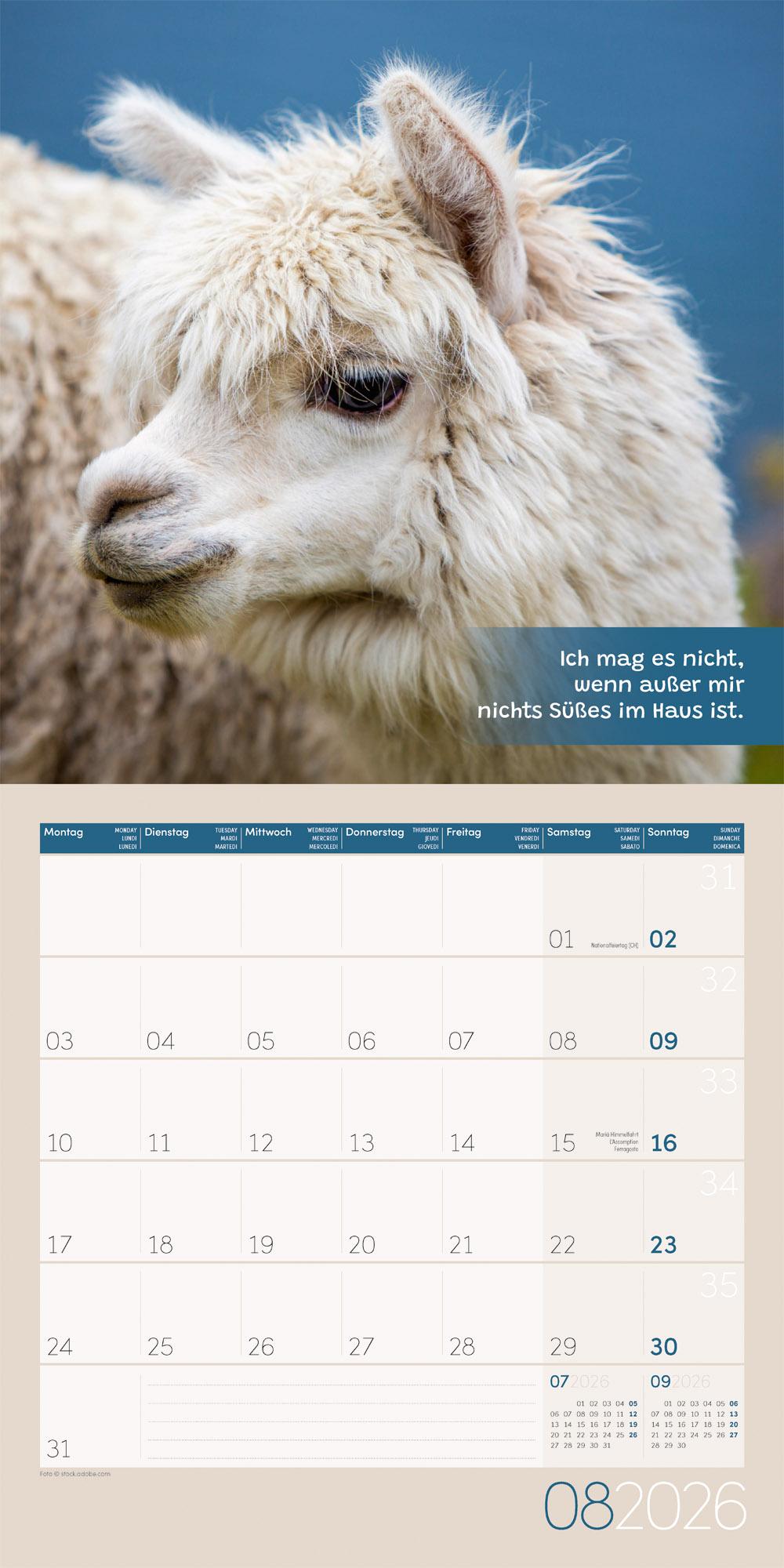 Beispielinhalt (Bild) No Drama, Lama Broschürenkalender 2026 - 30x30 - Art12