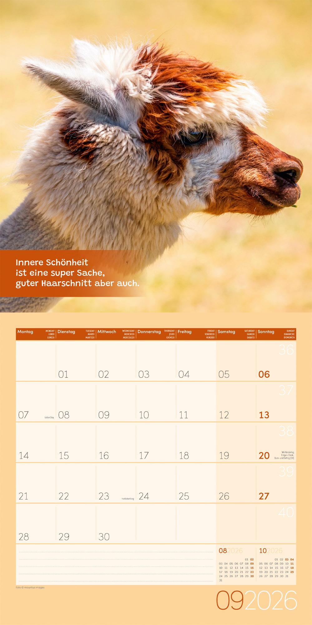 Beispielinhalt (Bild) No Drama, Lama Broschürenkalender 2026 - 30x30 - Art12