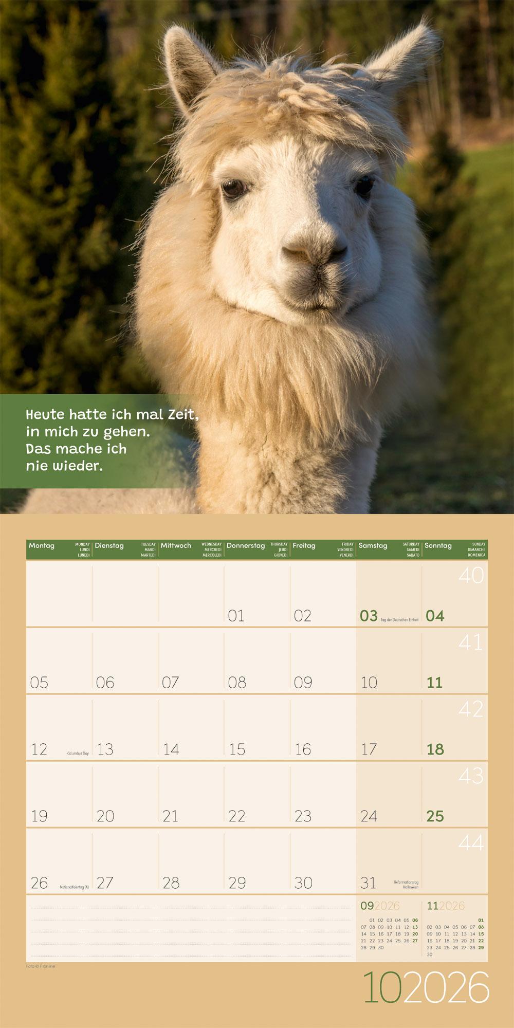 Beispielinhalt (Bild) No Drama, Lama Broschürenkalender 2026 - 30x30 - Art12