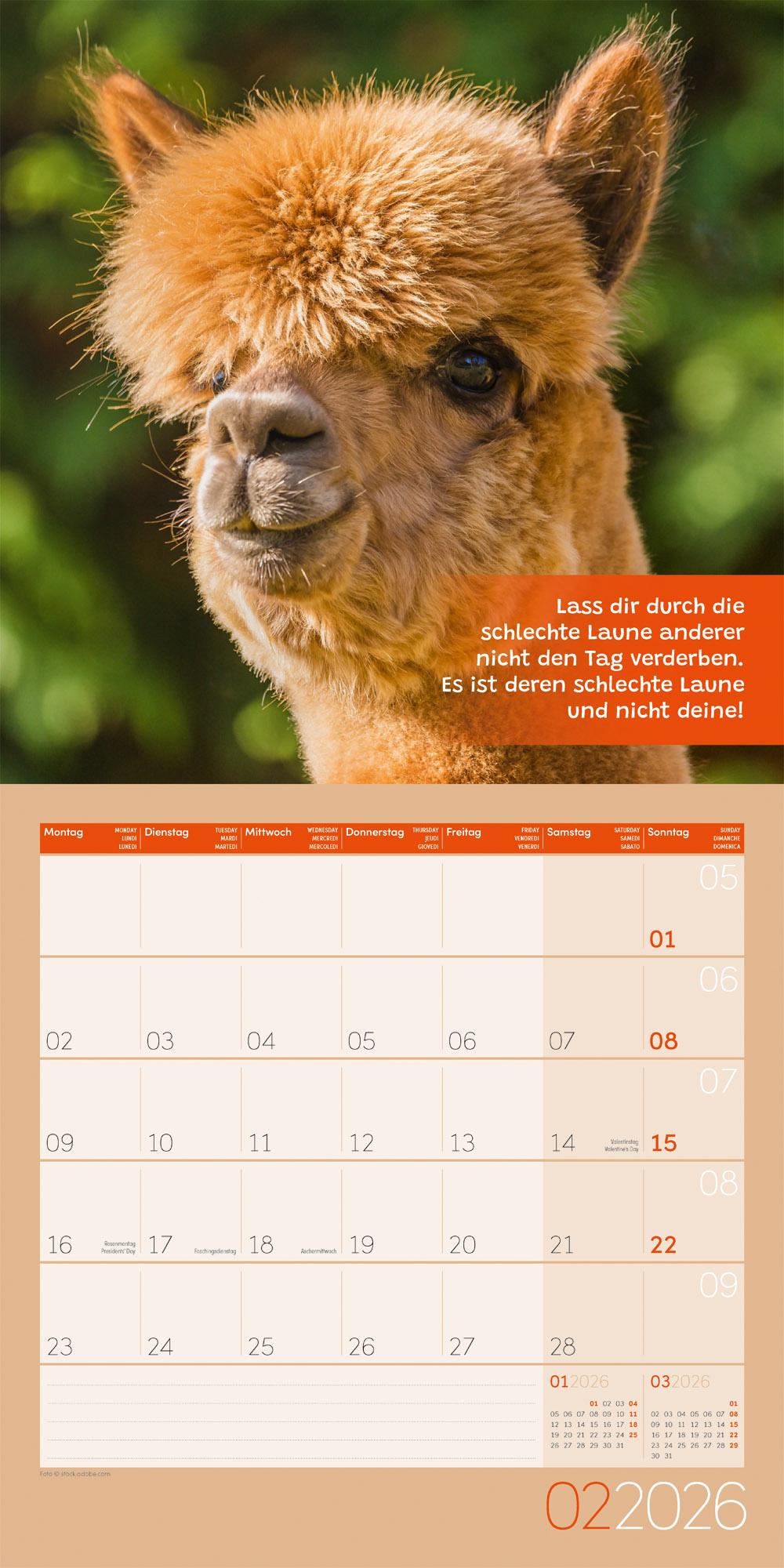 Beispielinhalt (Bild) No Drama, Lama Broschürenkalender 2026 - 30x30 - Art12