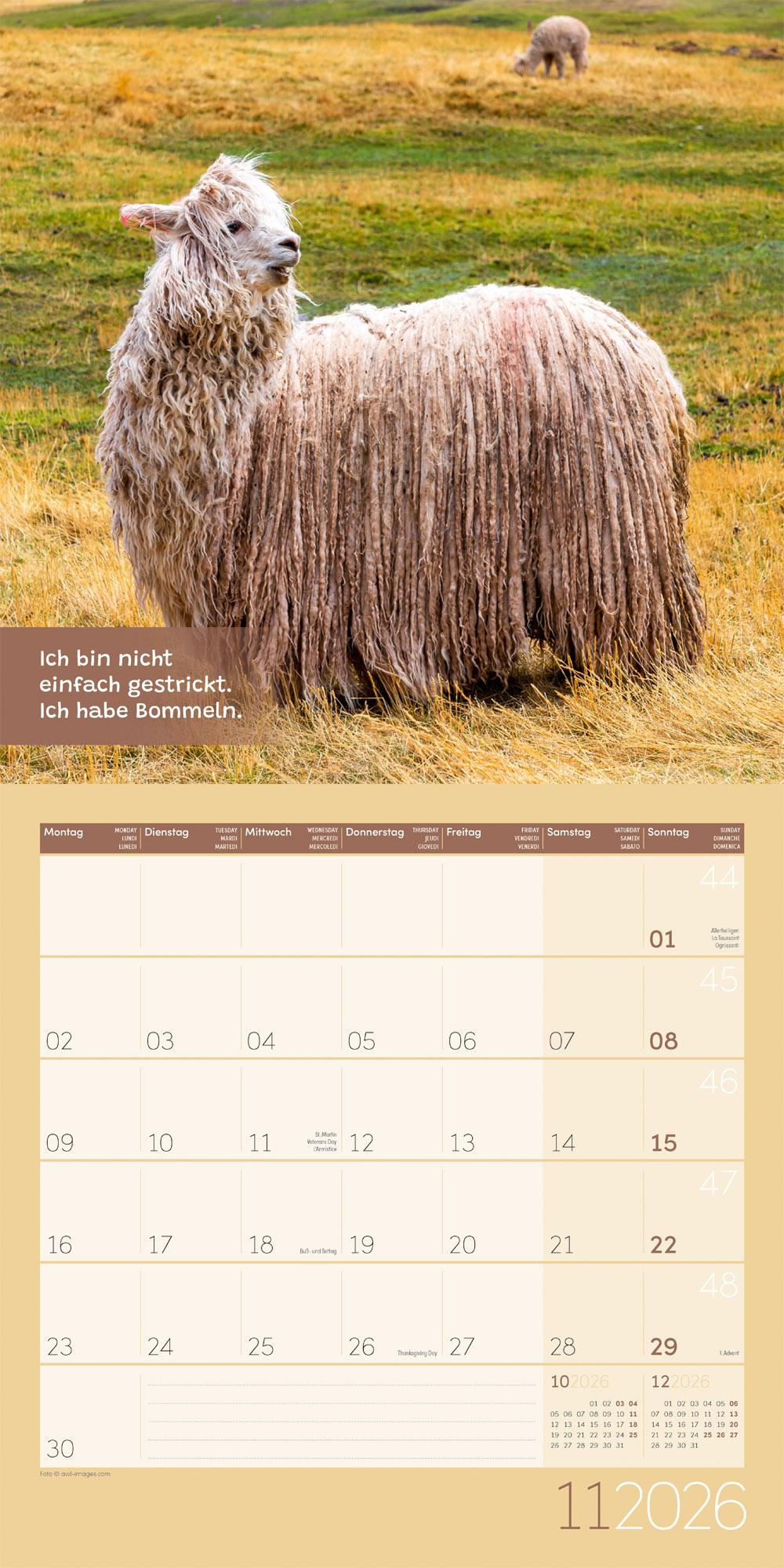 Beispielinhalt (Bild) No Drama, Lama Broschürenkalender 2026 - 30x30 - Art12