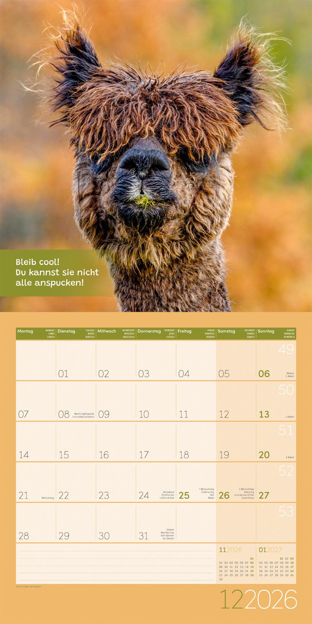 Beispielinhalt (Bild) No Drama, Lama Broschürenkalender 2026 - 30x30 - Art12