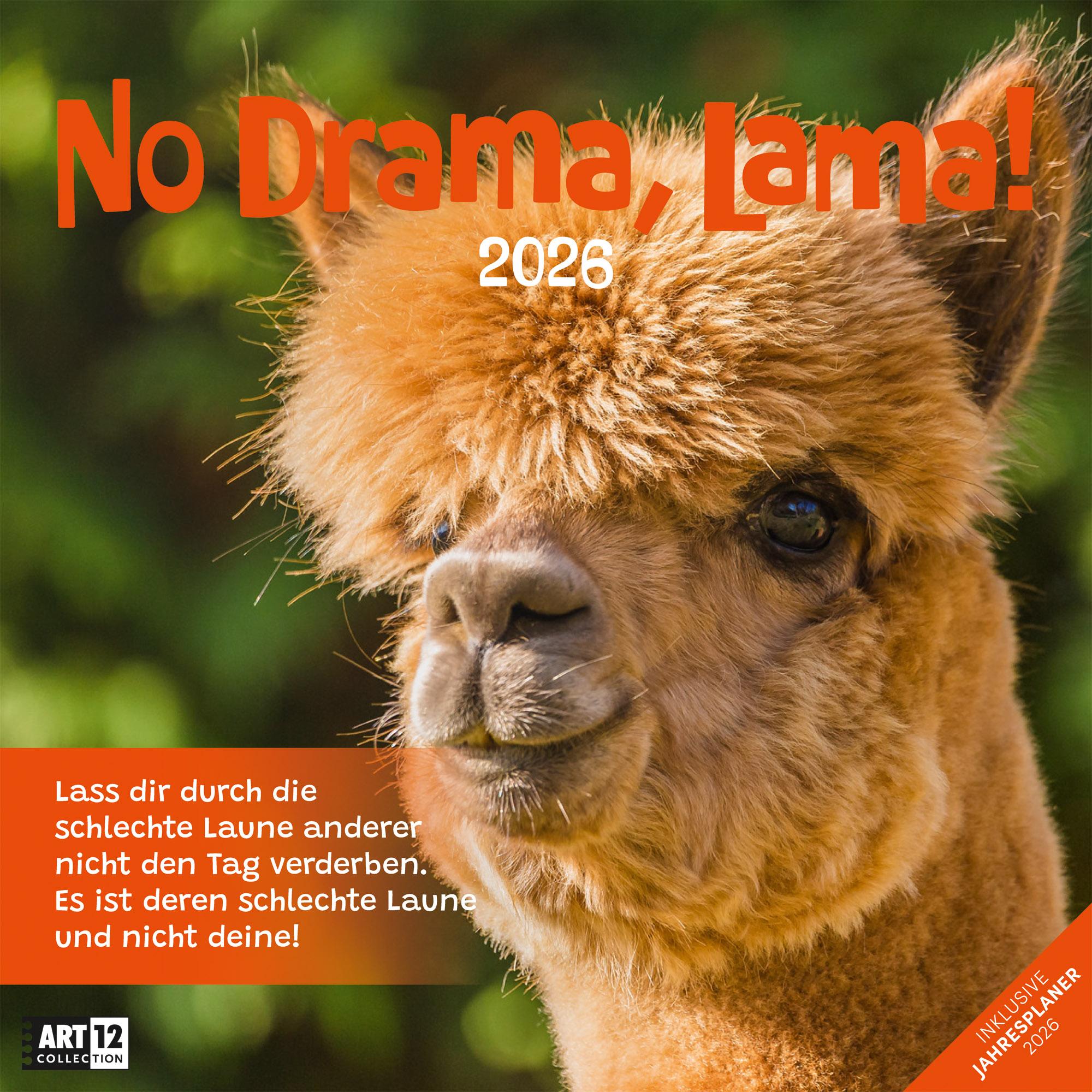 Vorderes Coverbild No Drama, Lama Broschürenkalender 2026 - 30x30 - Art12