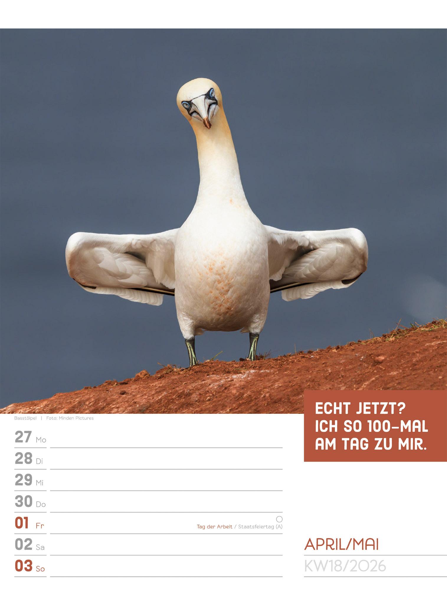 Beispielinhalt (Bild) Tierisch Sprüchekalender Wochenplaner 2026